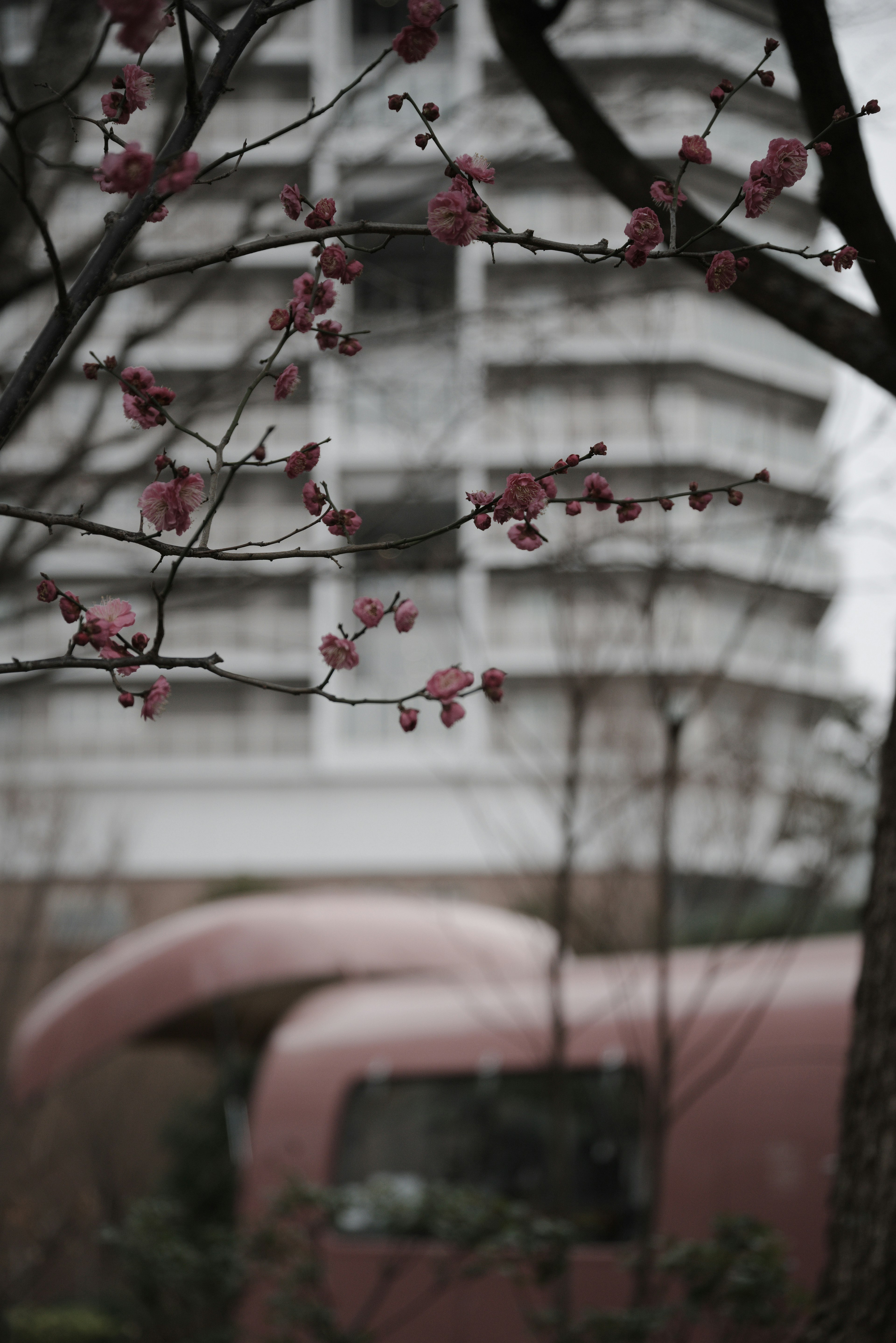 Branche avec des cerisiers en fleurs et un bâtiment moderne en arrière-plan