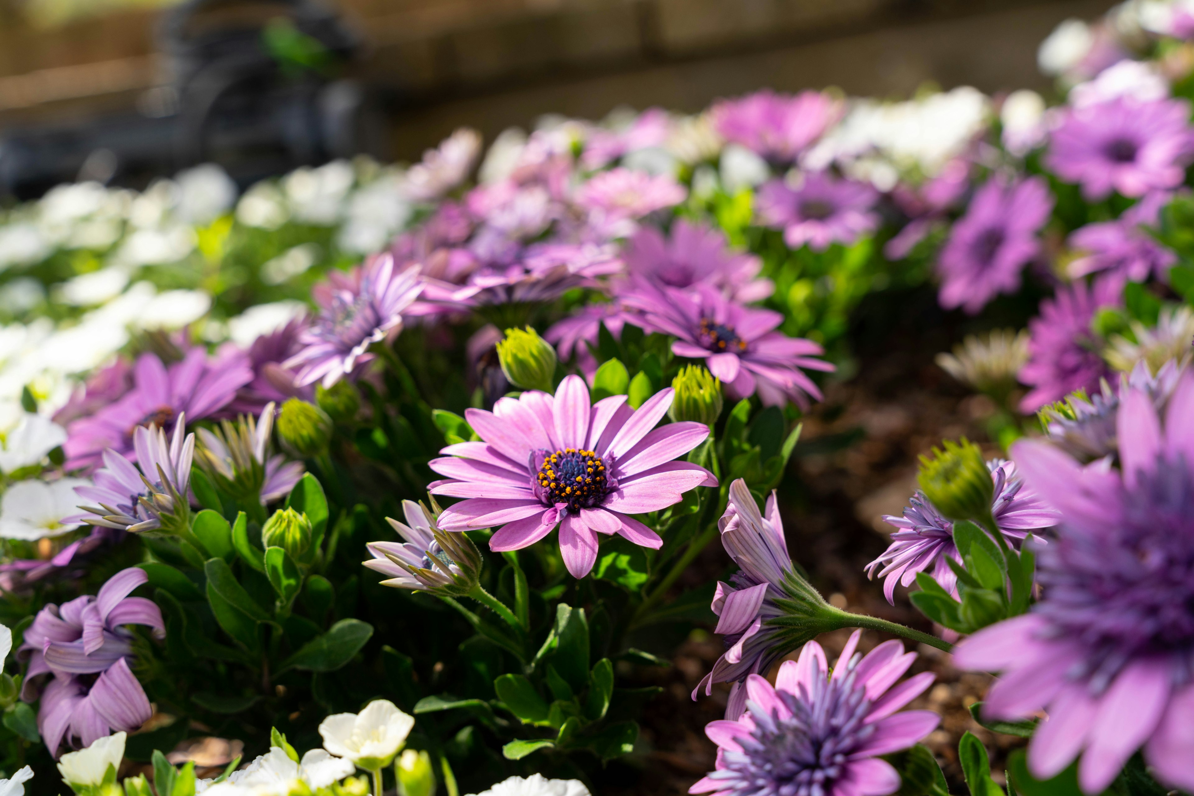 Scène de jardin avec des fleurs violettes et blanches en fleurs