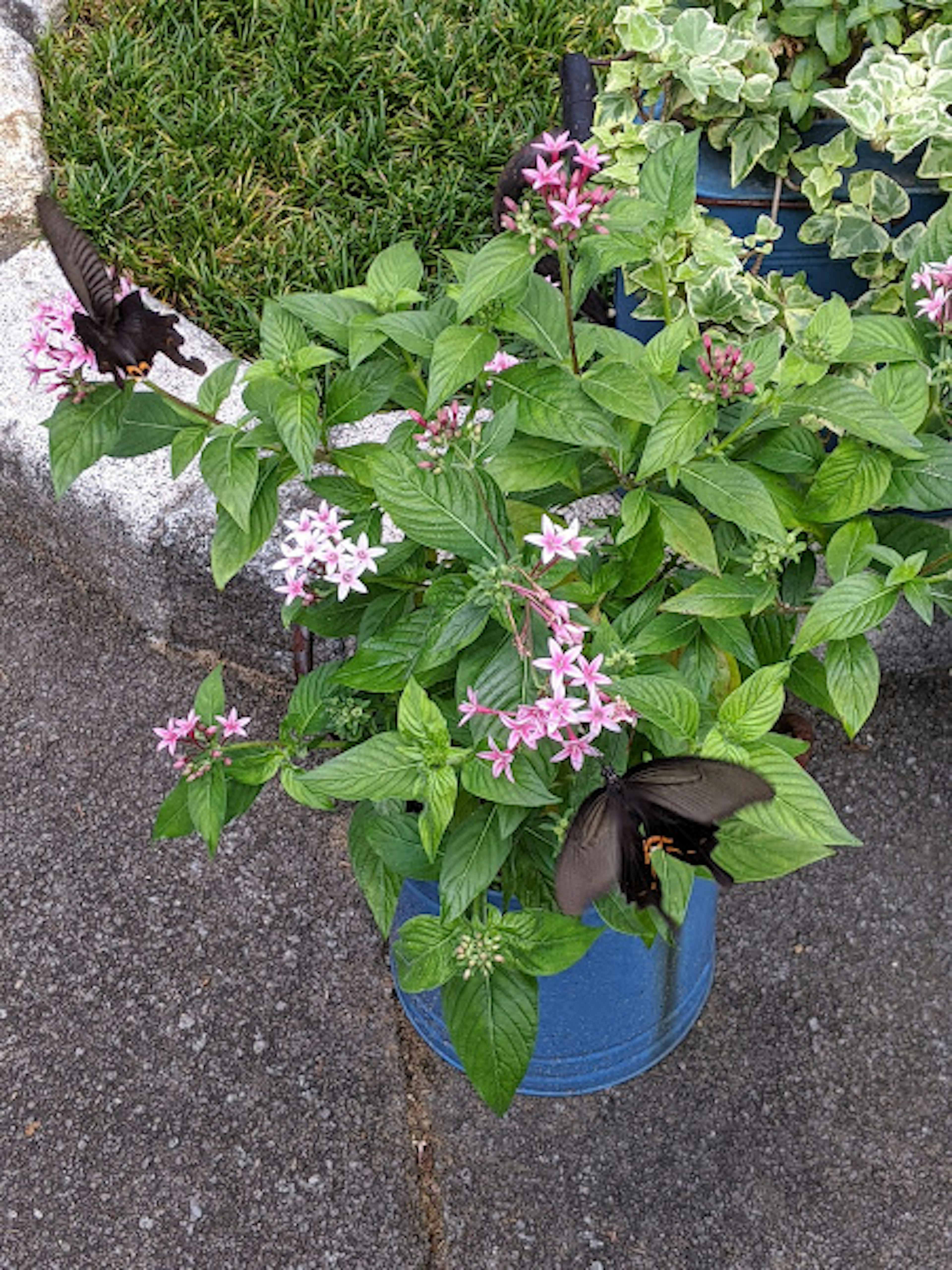 Una farfalla nera che si posa su fiori rosa in una pianta in vaso