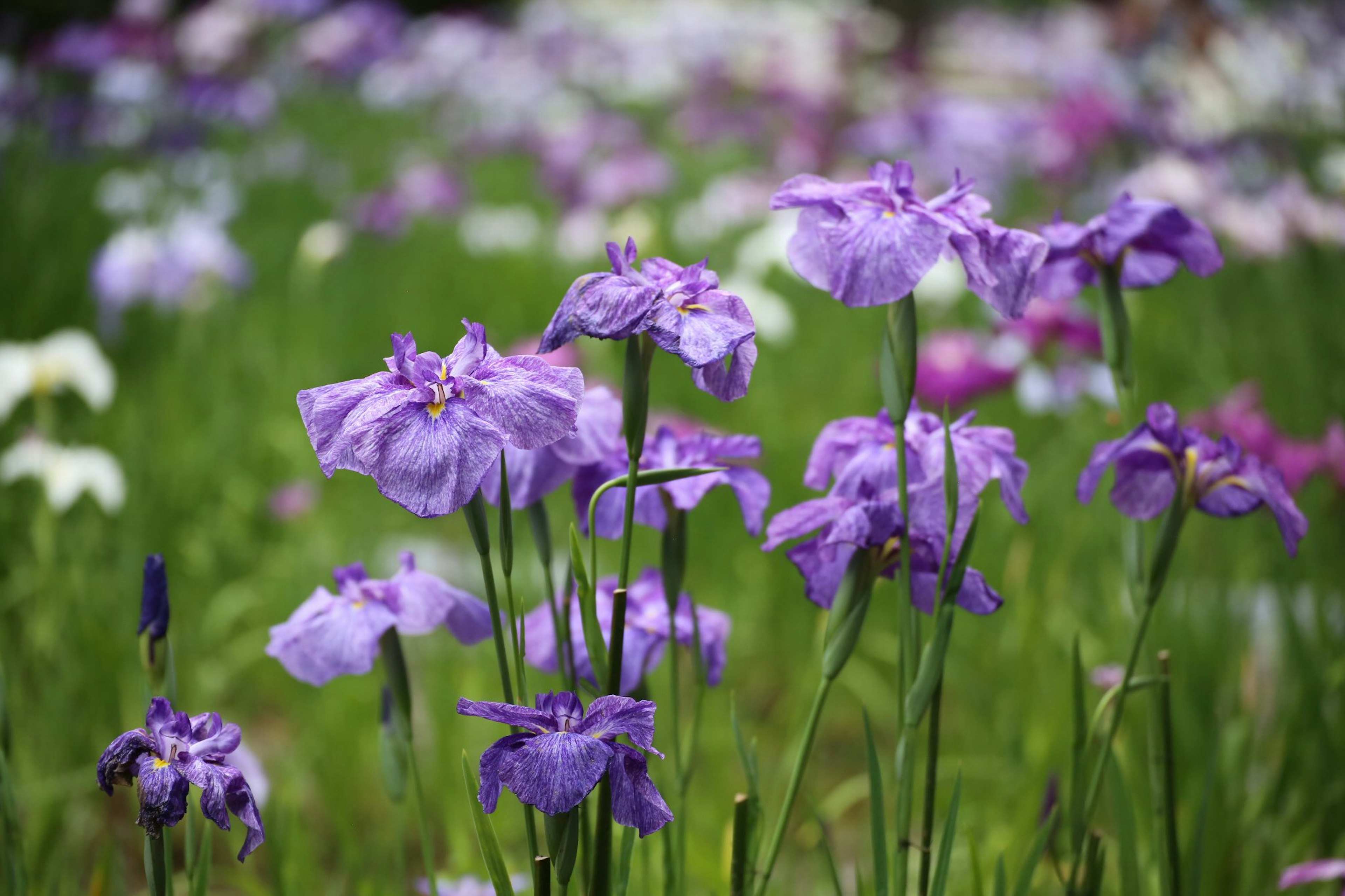 Lila Blumen blühen auf einem grünen Feld