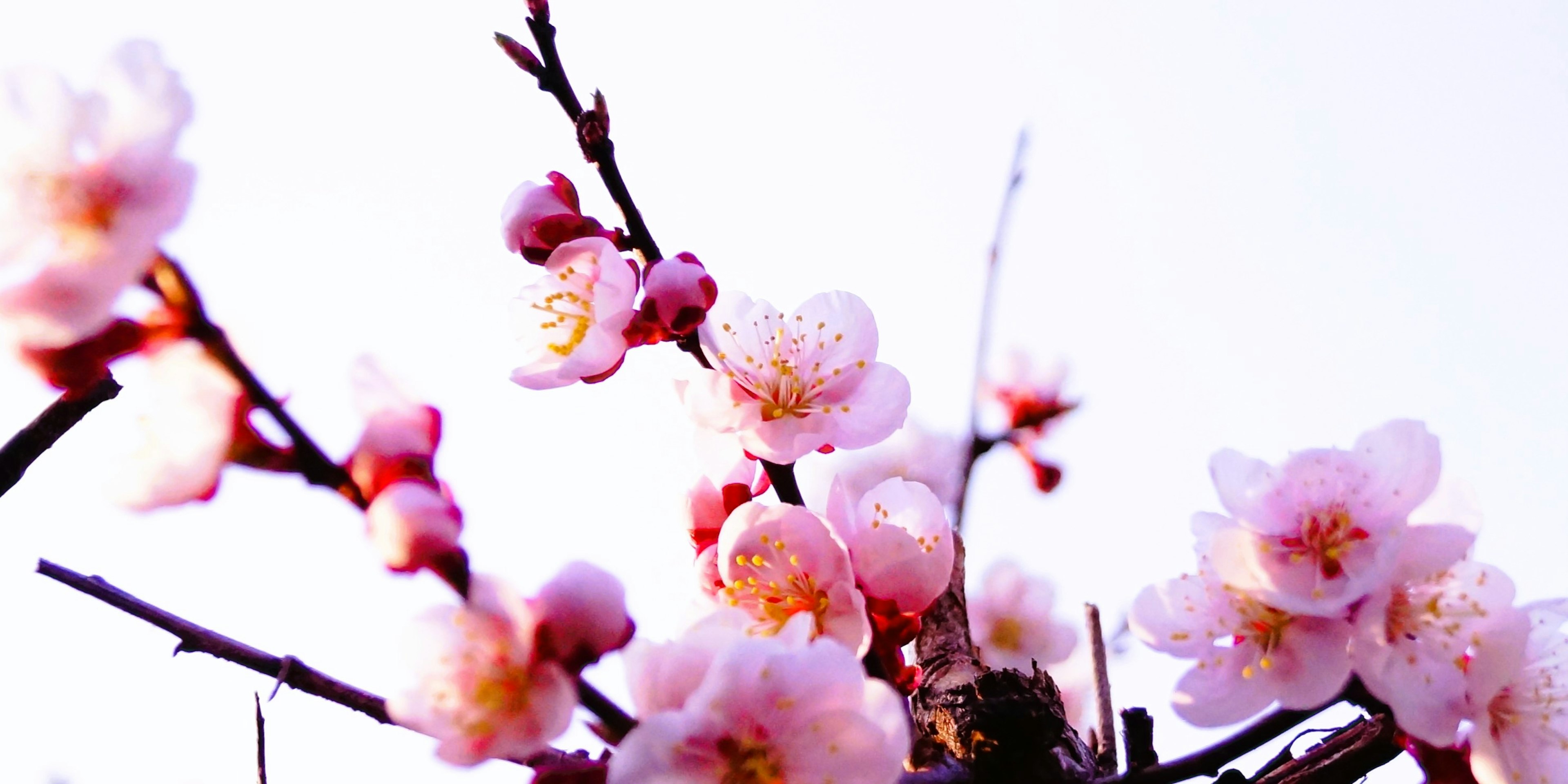 Acercamiento de ramas de cerezo con pétalos rosas suaves contra un fondo de cielo azul