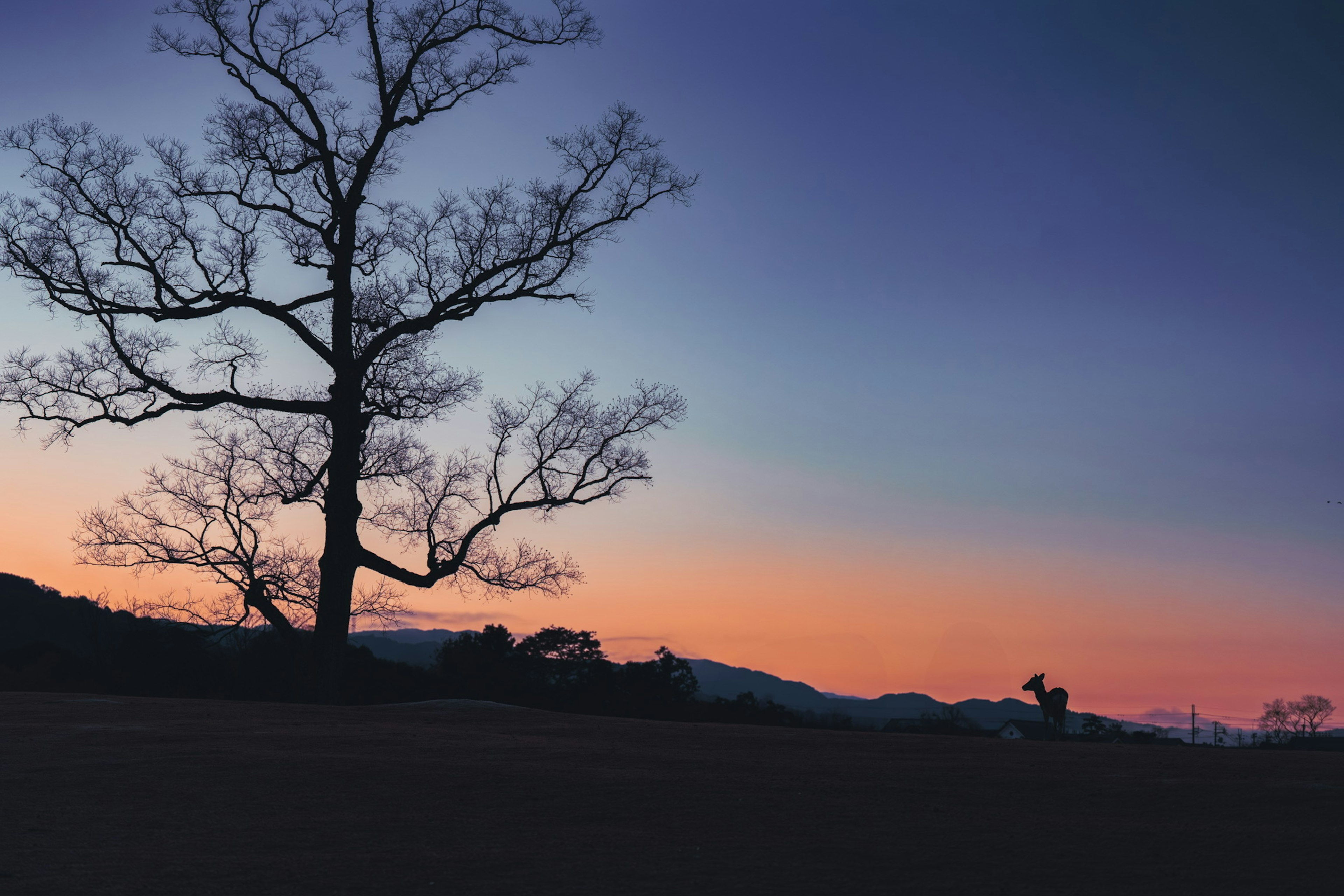 Silhouette pohon melawan langit senja yang berwarna-warni