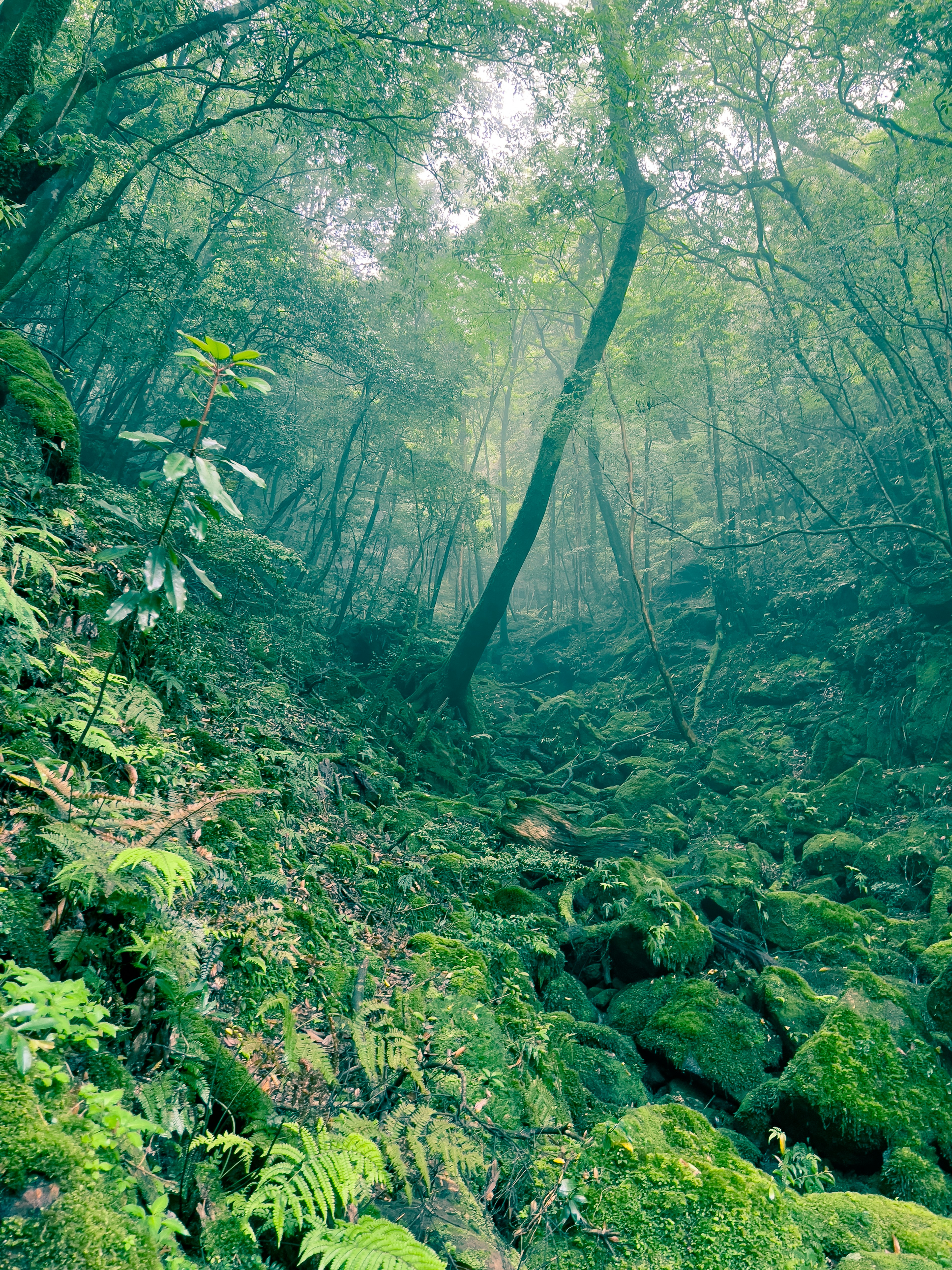 Una scena forestale lussureggiante avvolta nella nebbia con un grande albero e rocce coperte di muschio