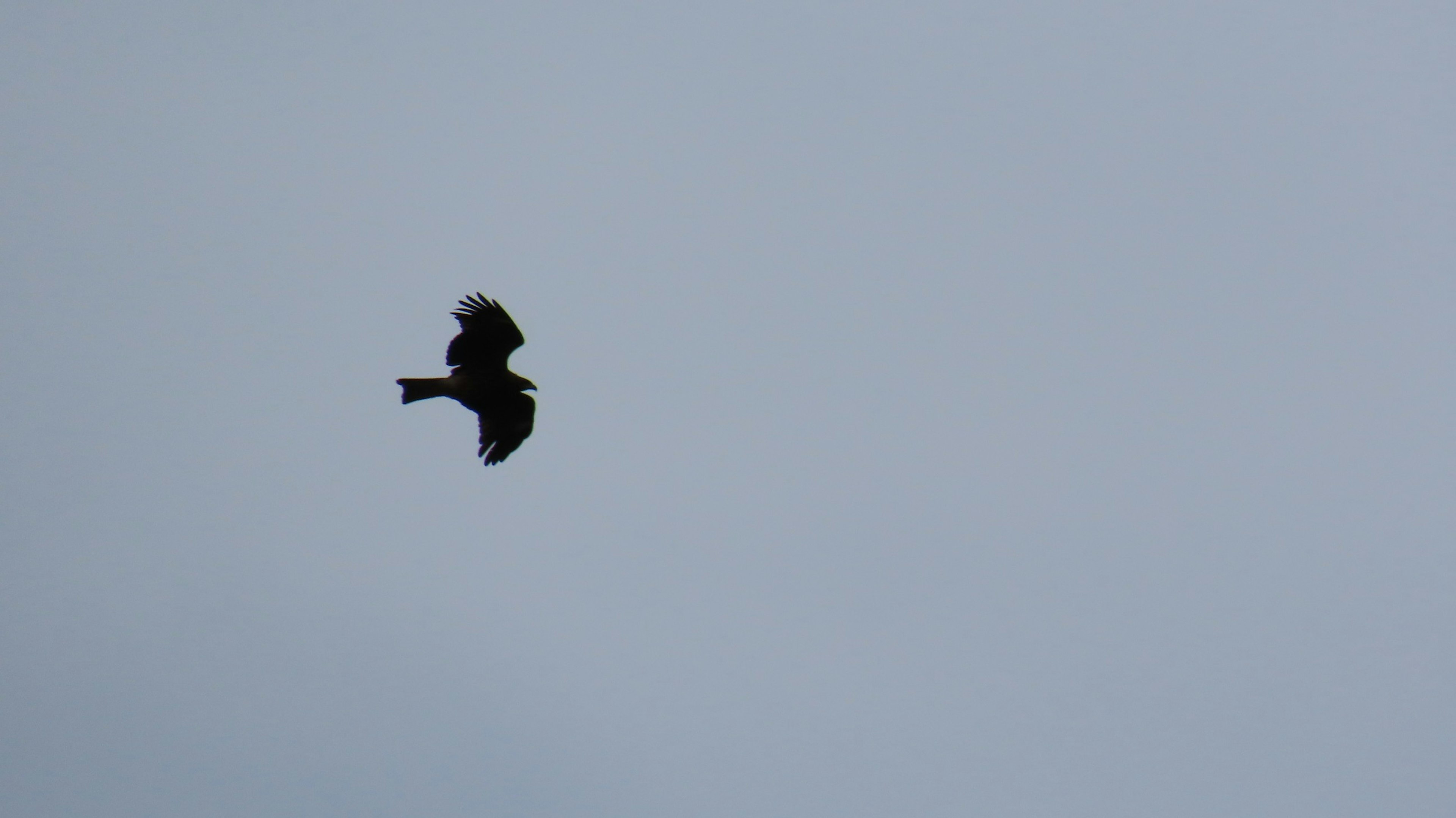 Silhouette of a black bird flying in the sky