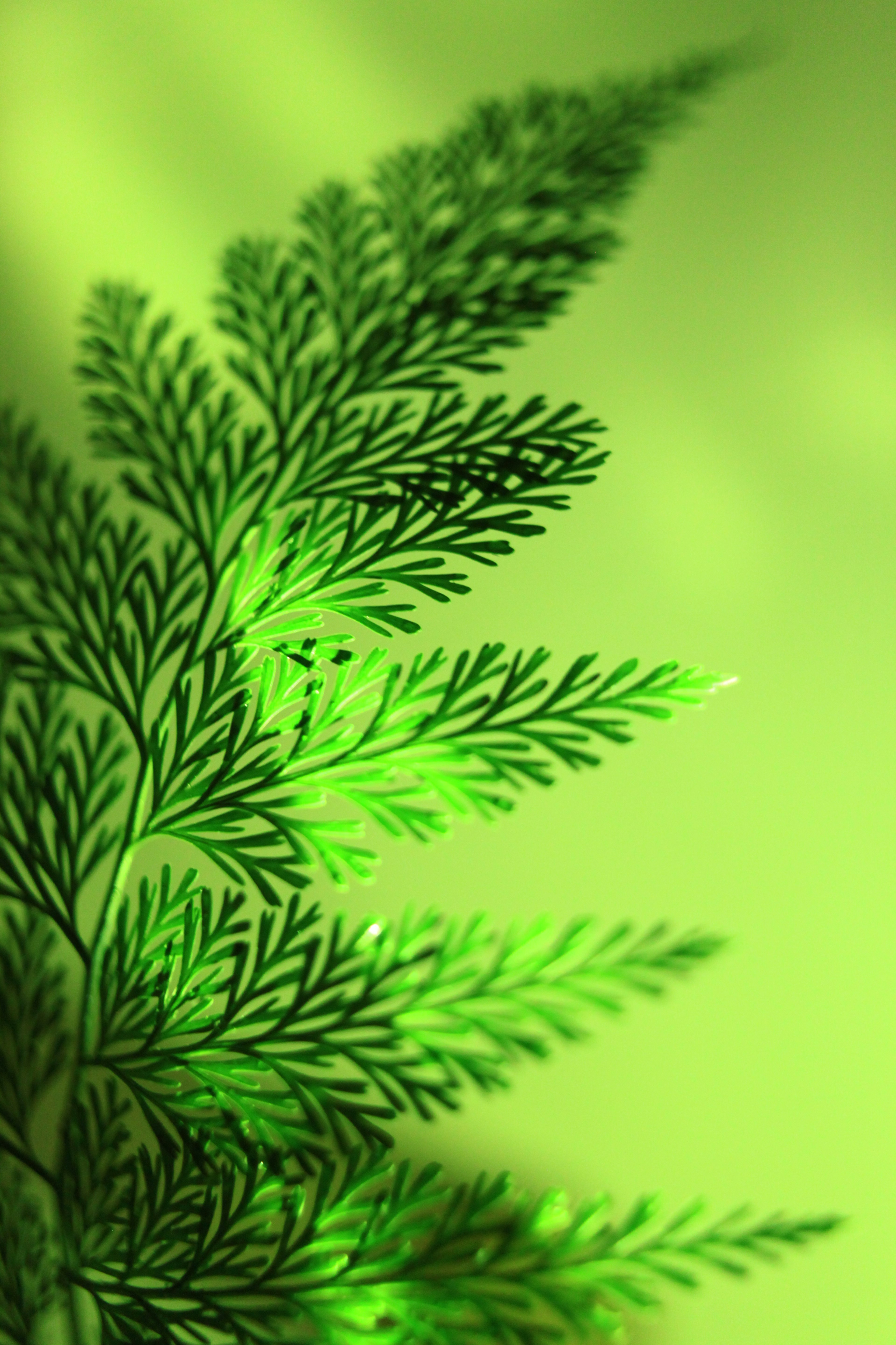 Detailed view of delicate leaves against a green background