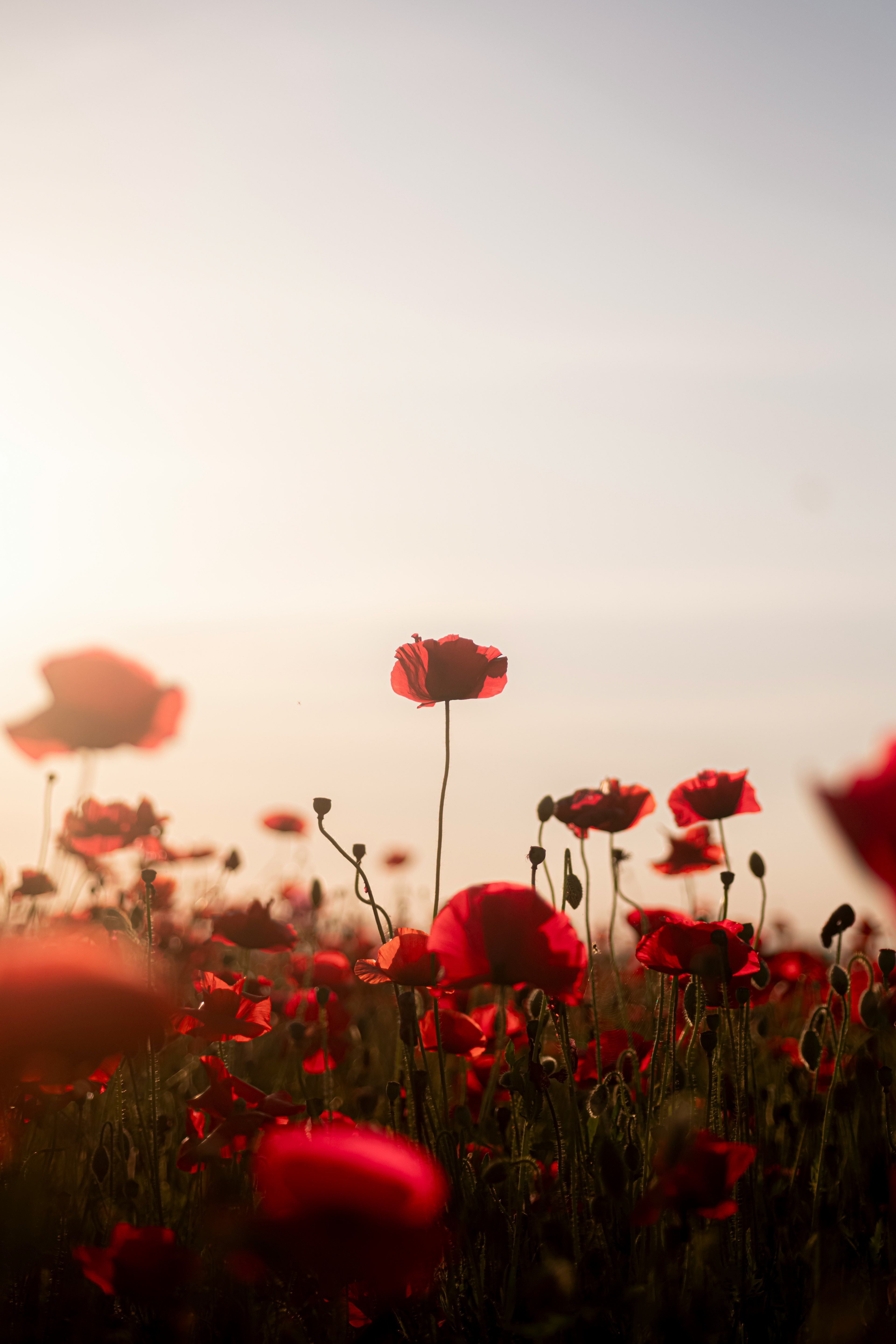 Lapangan bunga poppy merah di bawah sinar matahari lembut