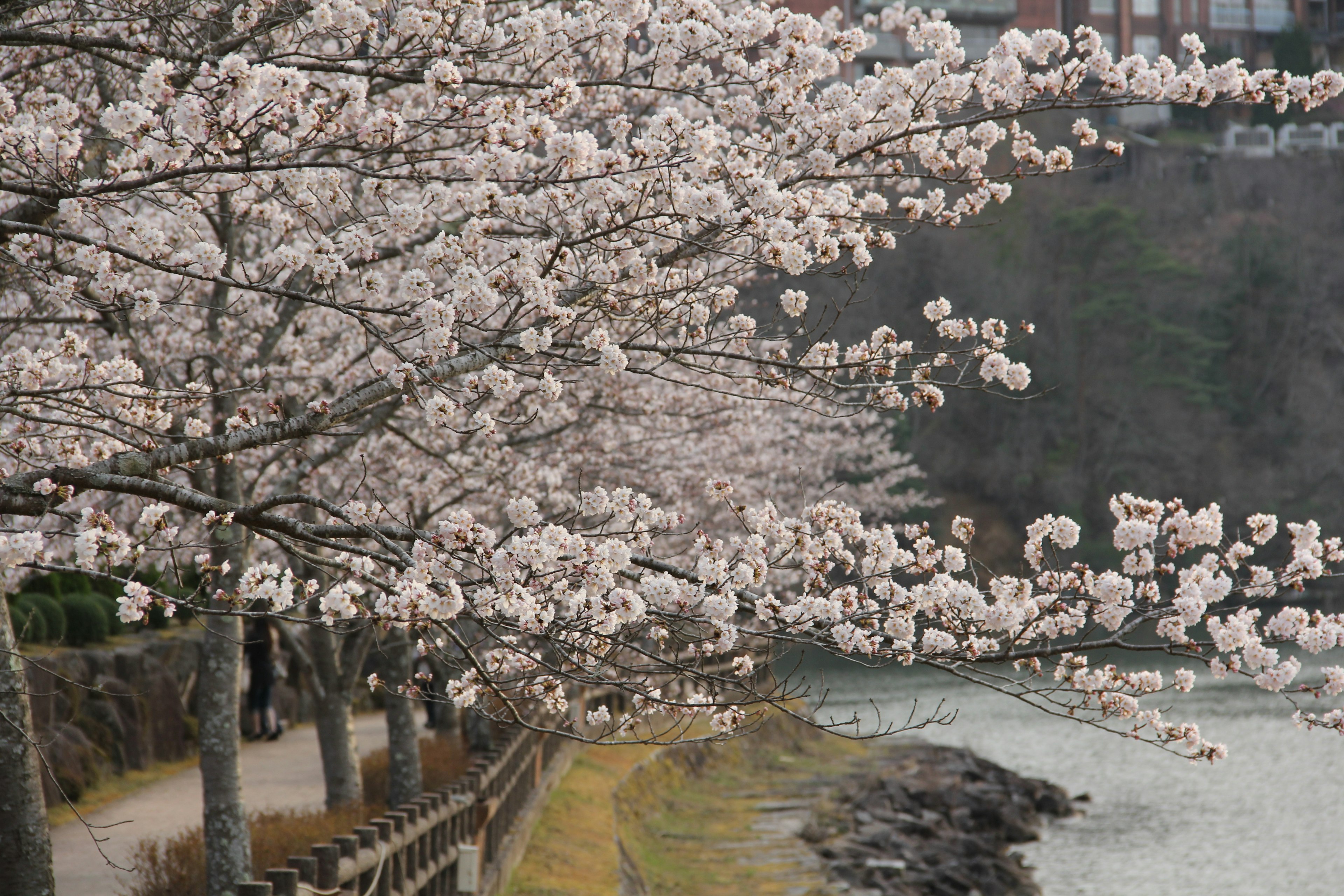 桜の花が咲いている川沿いの風景