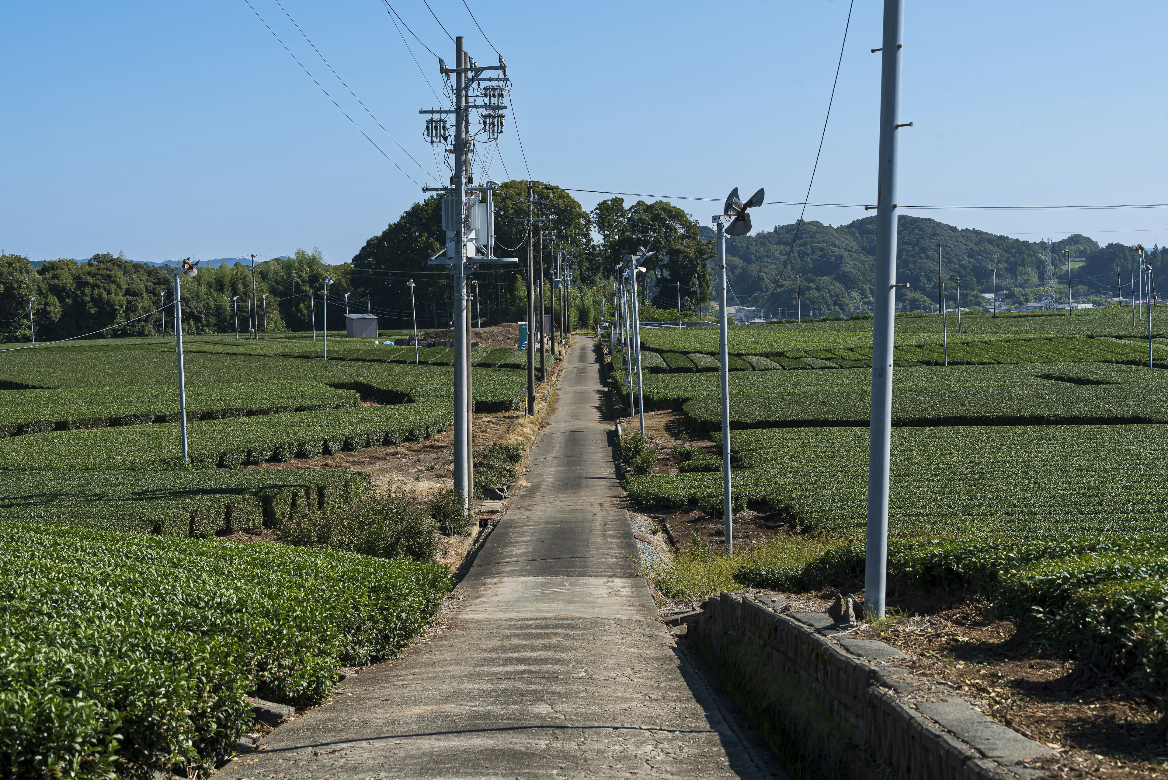 Jalan aspal dikelilingi ladang teh dan tiang listrik