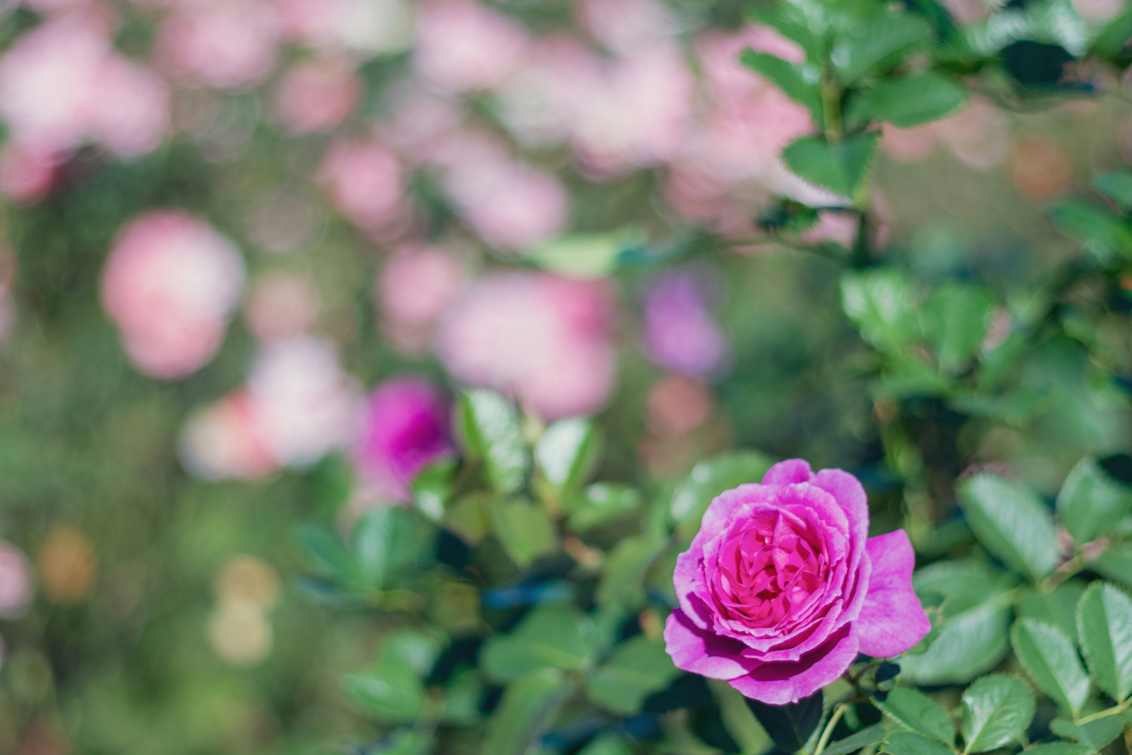 Primo piano di una vibrante rosa rosa circondata da foglie verdi