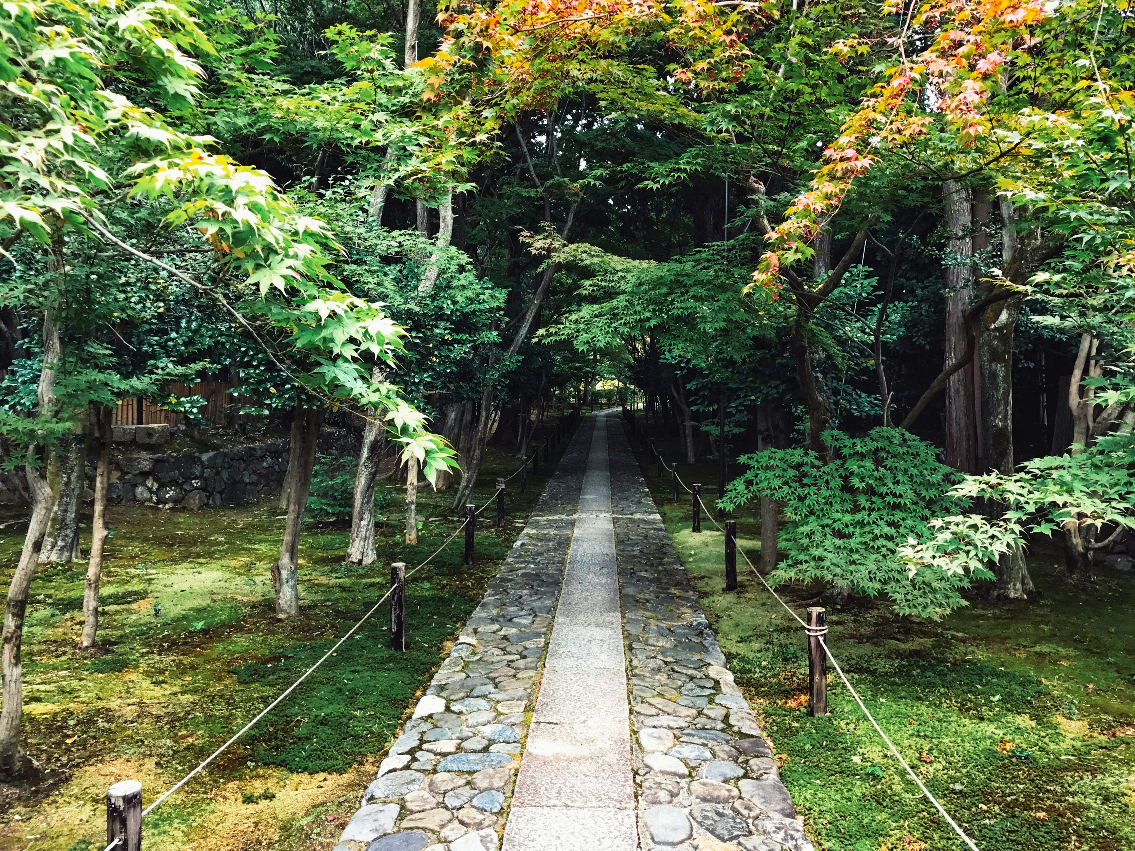 A stone path surrounded by lush green trees leading into the distance