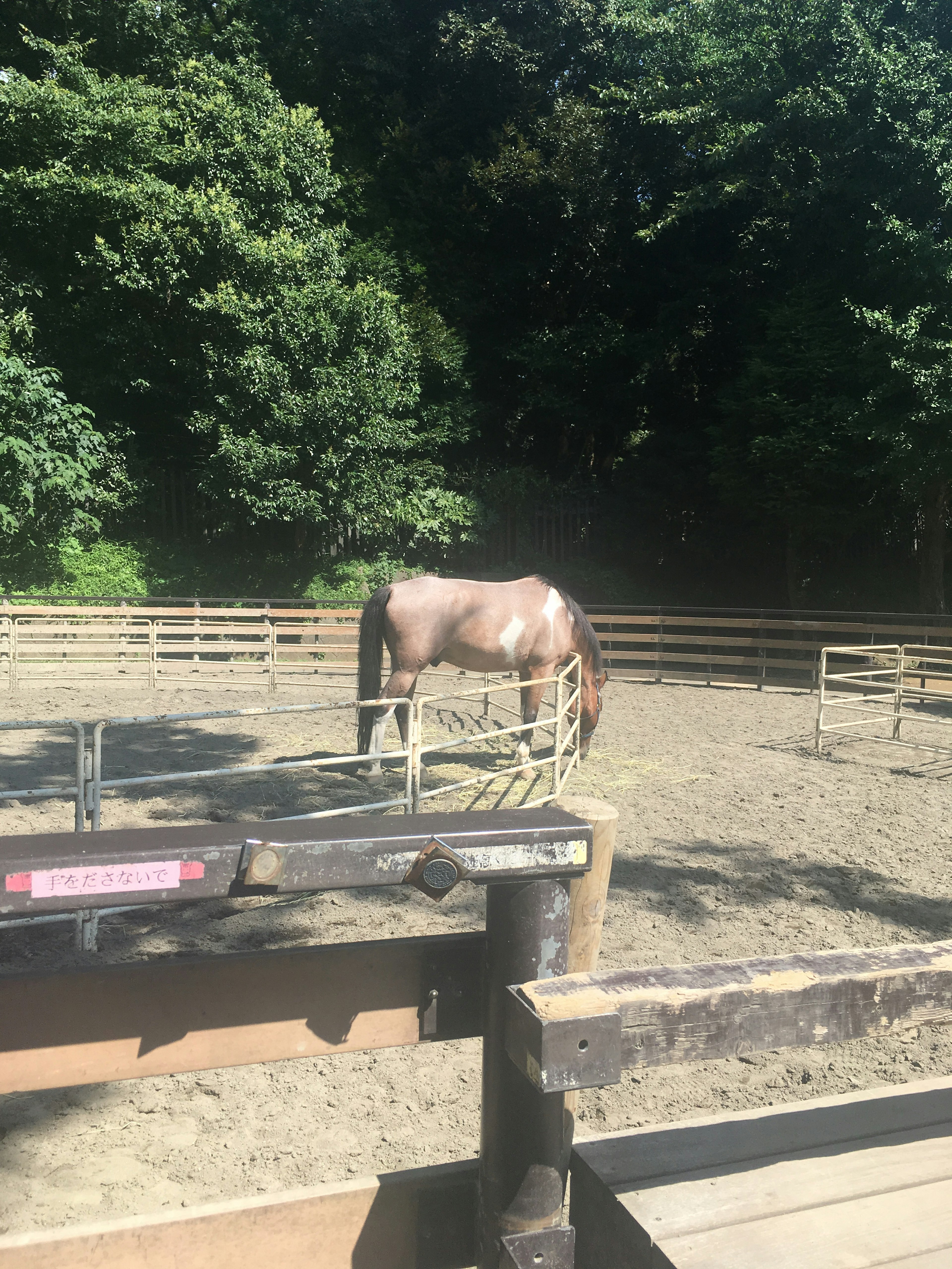 A horse grazing in a fenced enclosure surrounded by trees