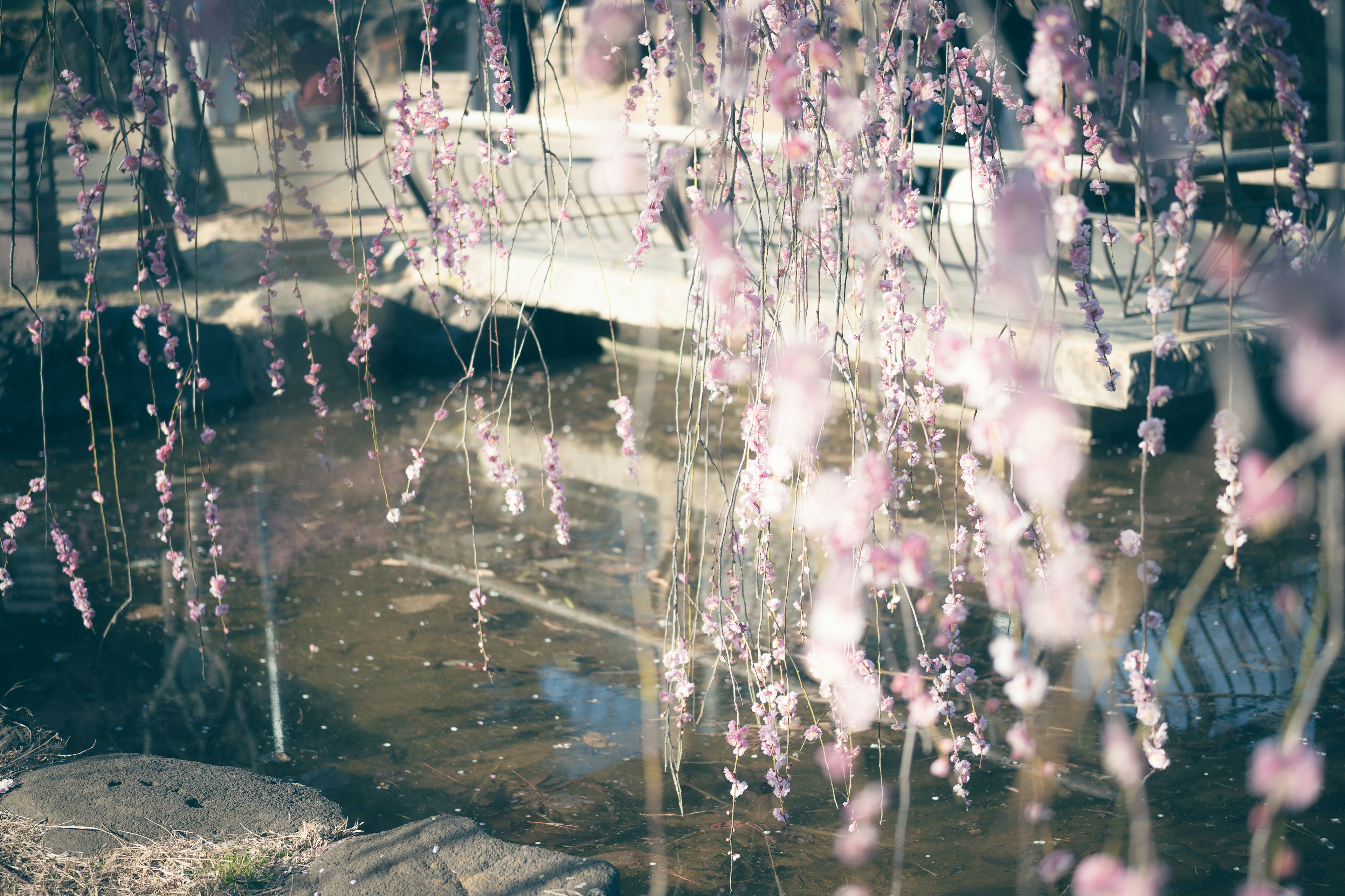 Pemandangan tenang dengan bunga sakura menggantung di dekat permukaan air yang tenang