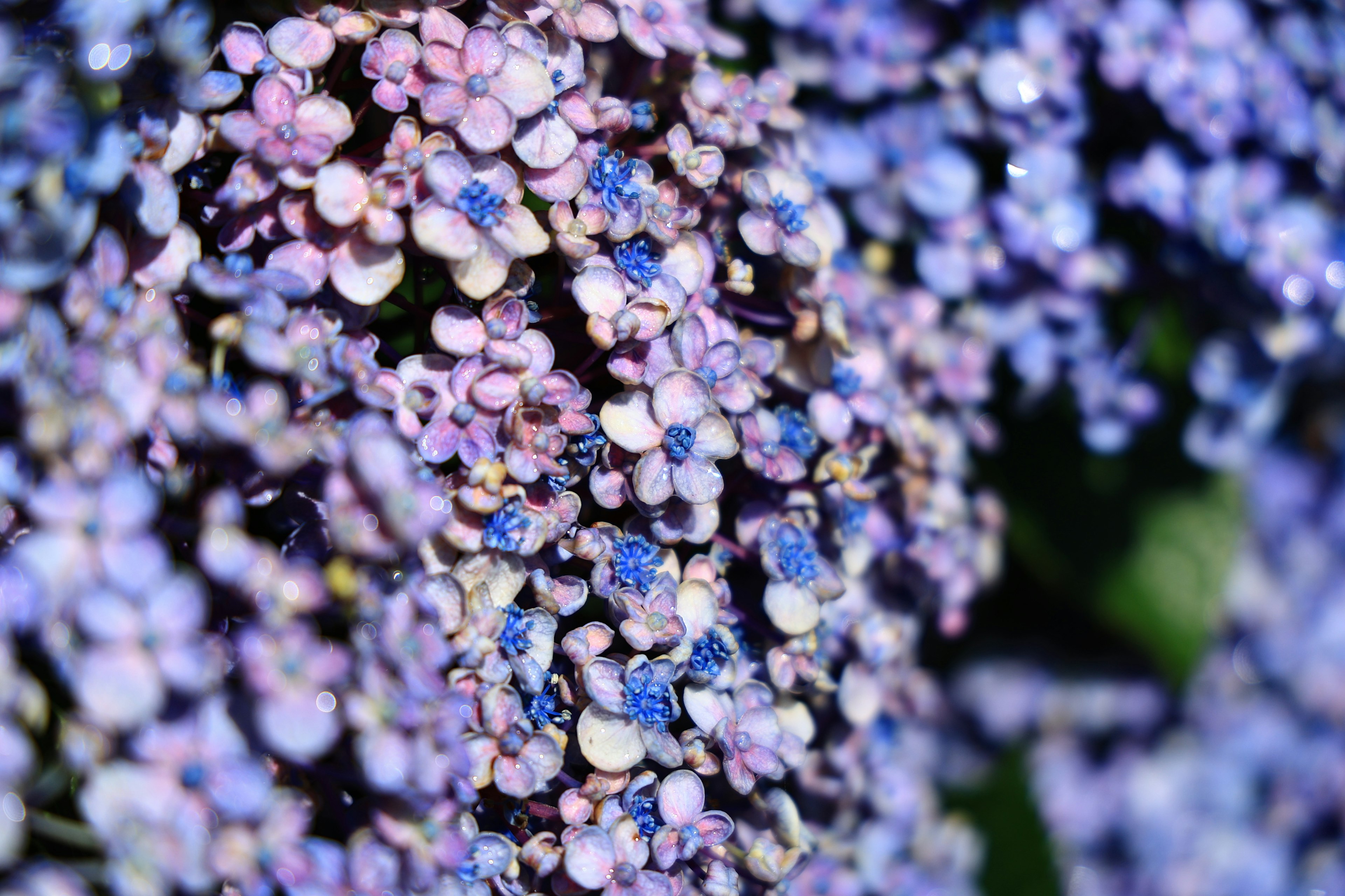 Image en gros plan de fleurs bleues et violettes en grappes