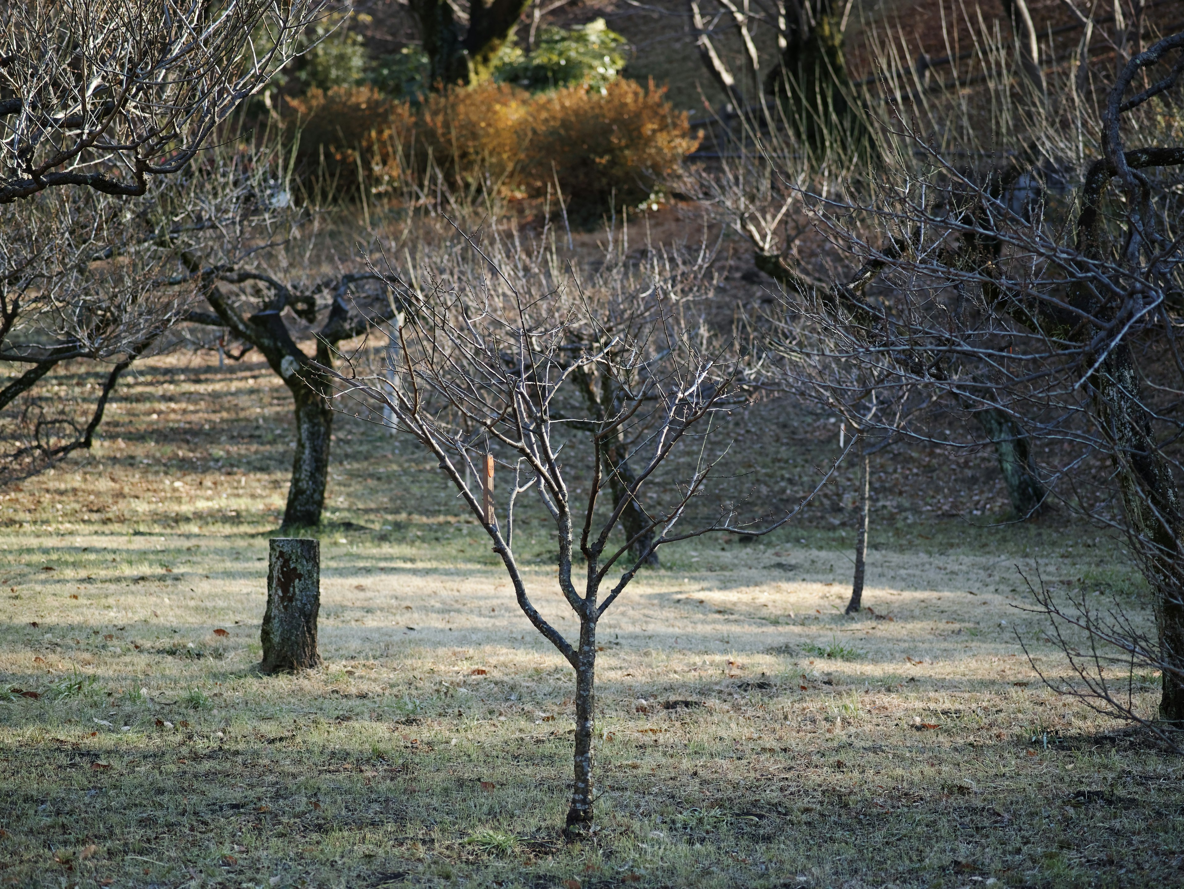 Paesaggio di alberi spogli e erba secca in inverno