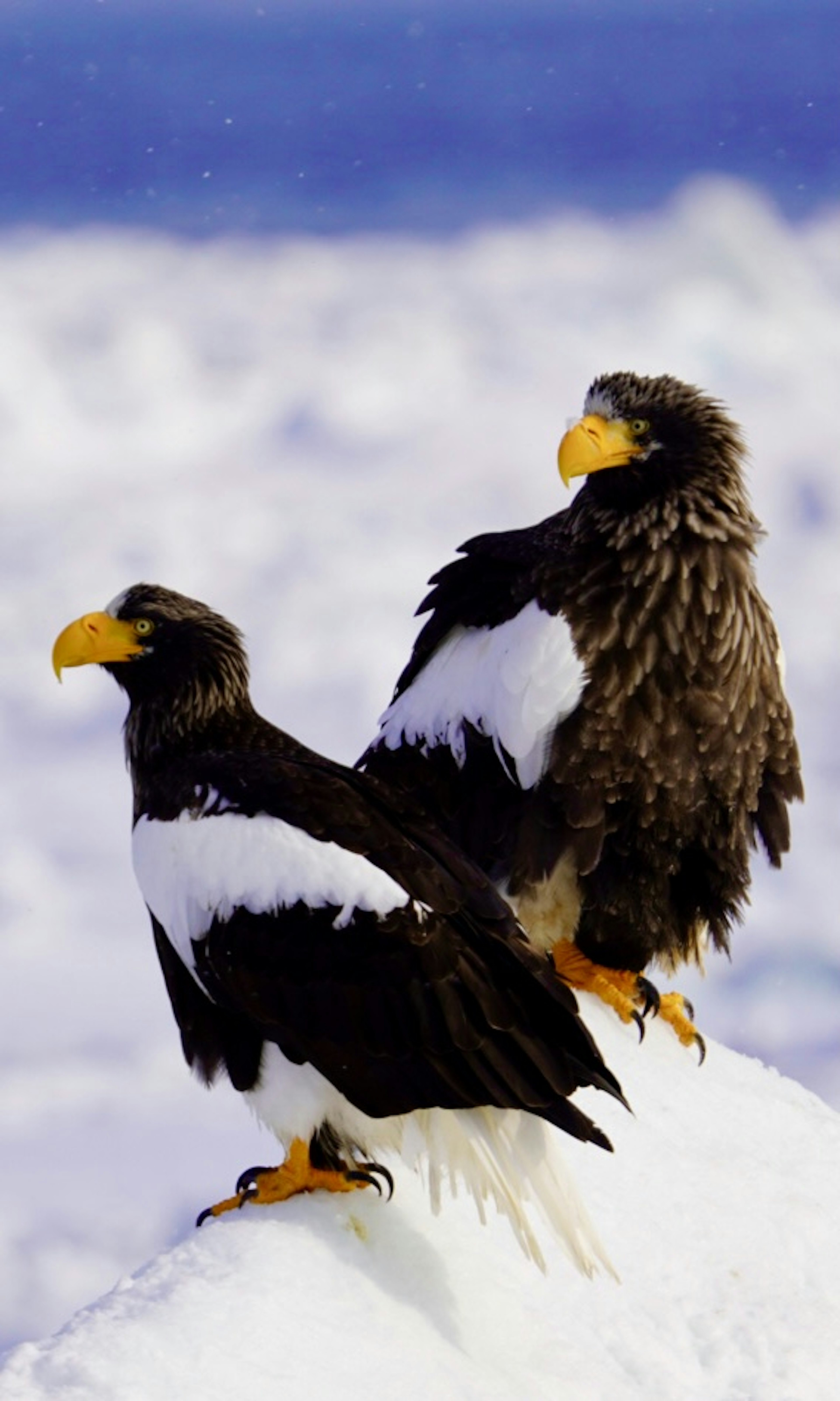 Due aquile di Steller in piedi sulla neve con uno sfondo di cielo blu