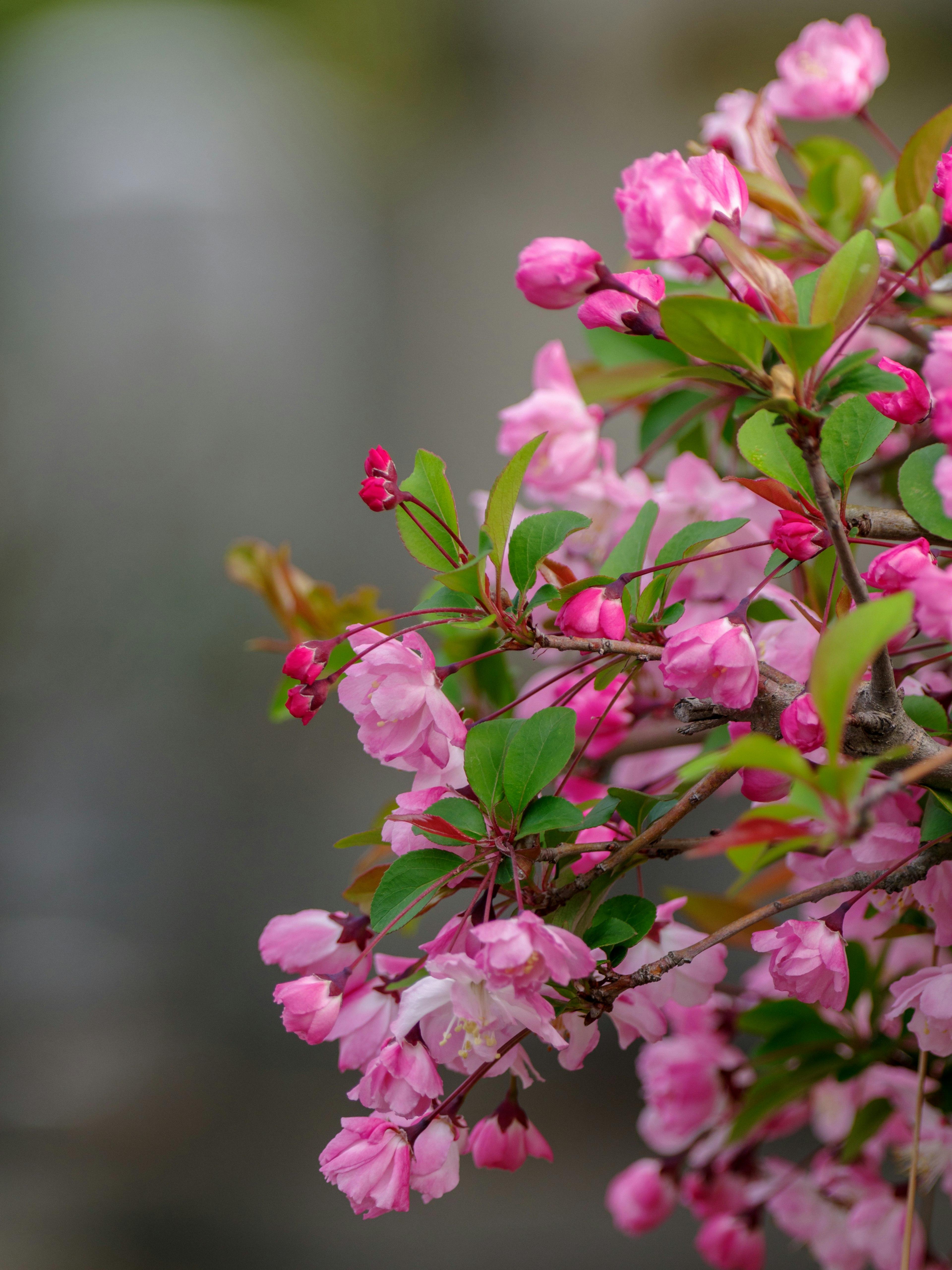 Gros plan sur une plante avec des fleurs roses