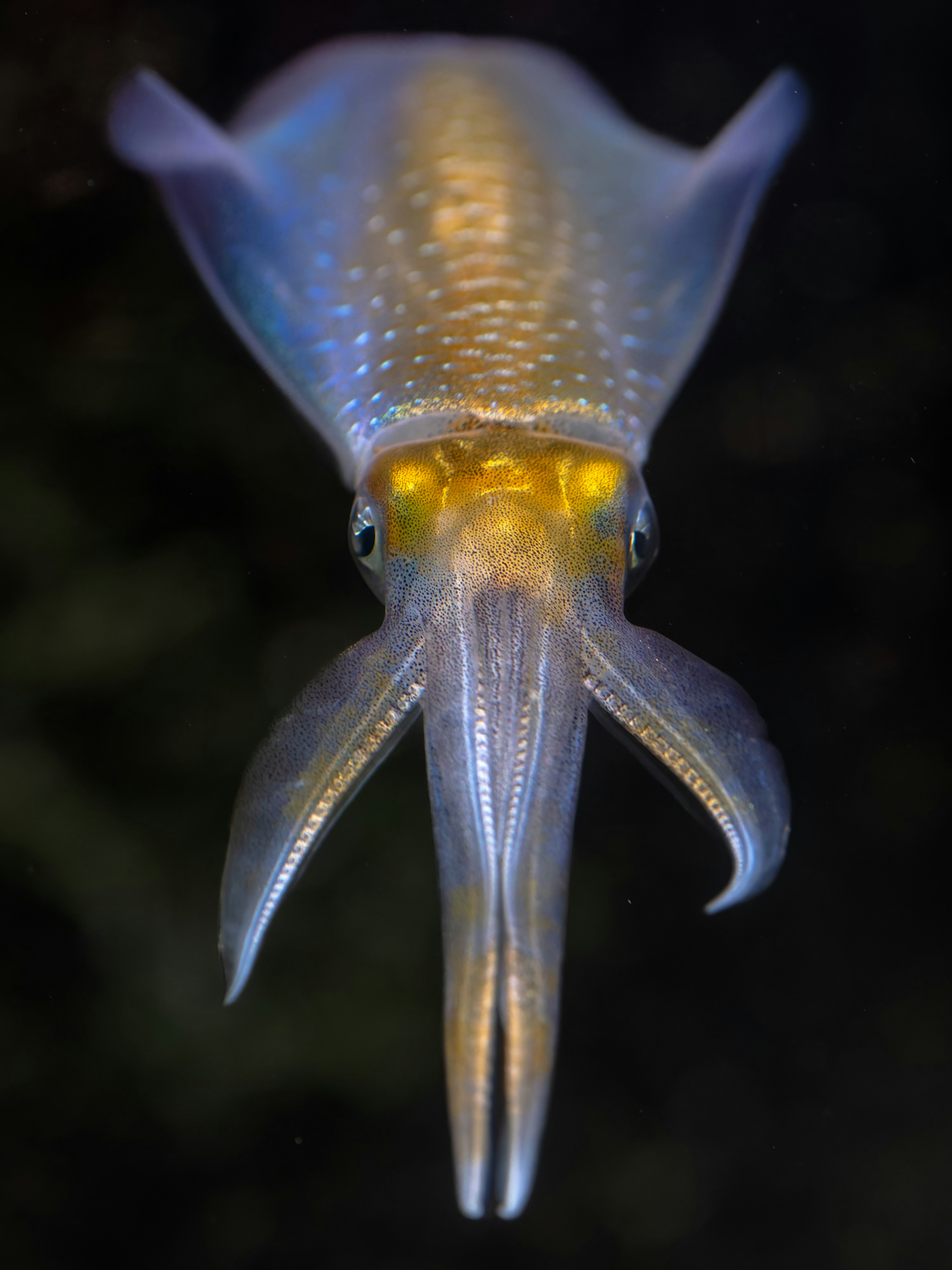 Close-up of a transparent squid's face viewed from the front