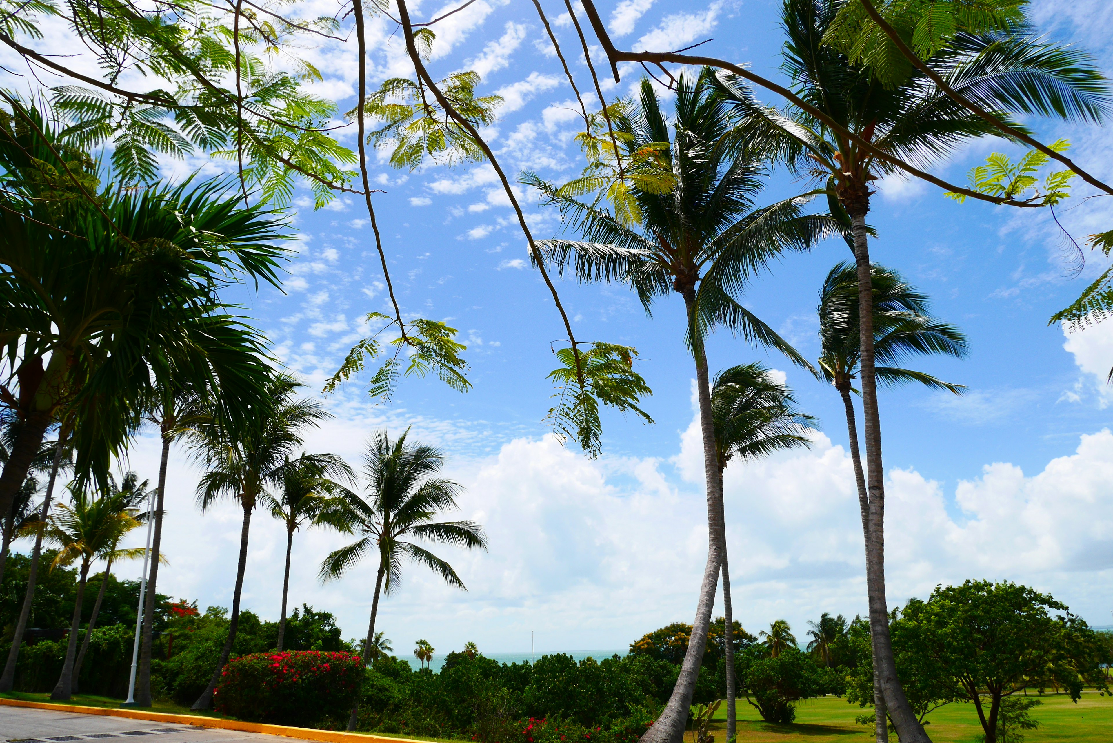 Landscape of palm trees under a blue sky with clouds