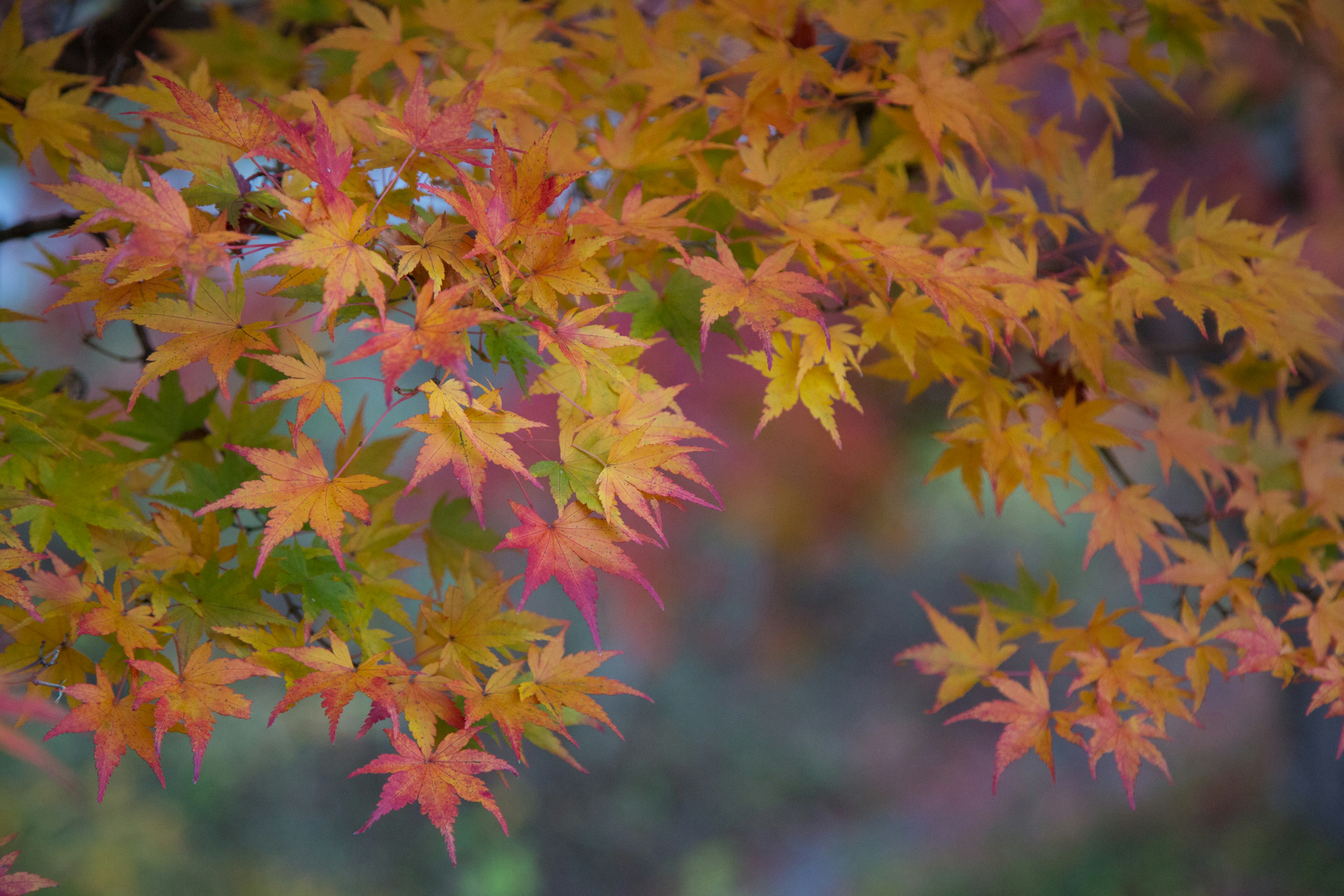 Colorful autumn maple leaves beautifully displayed