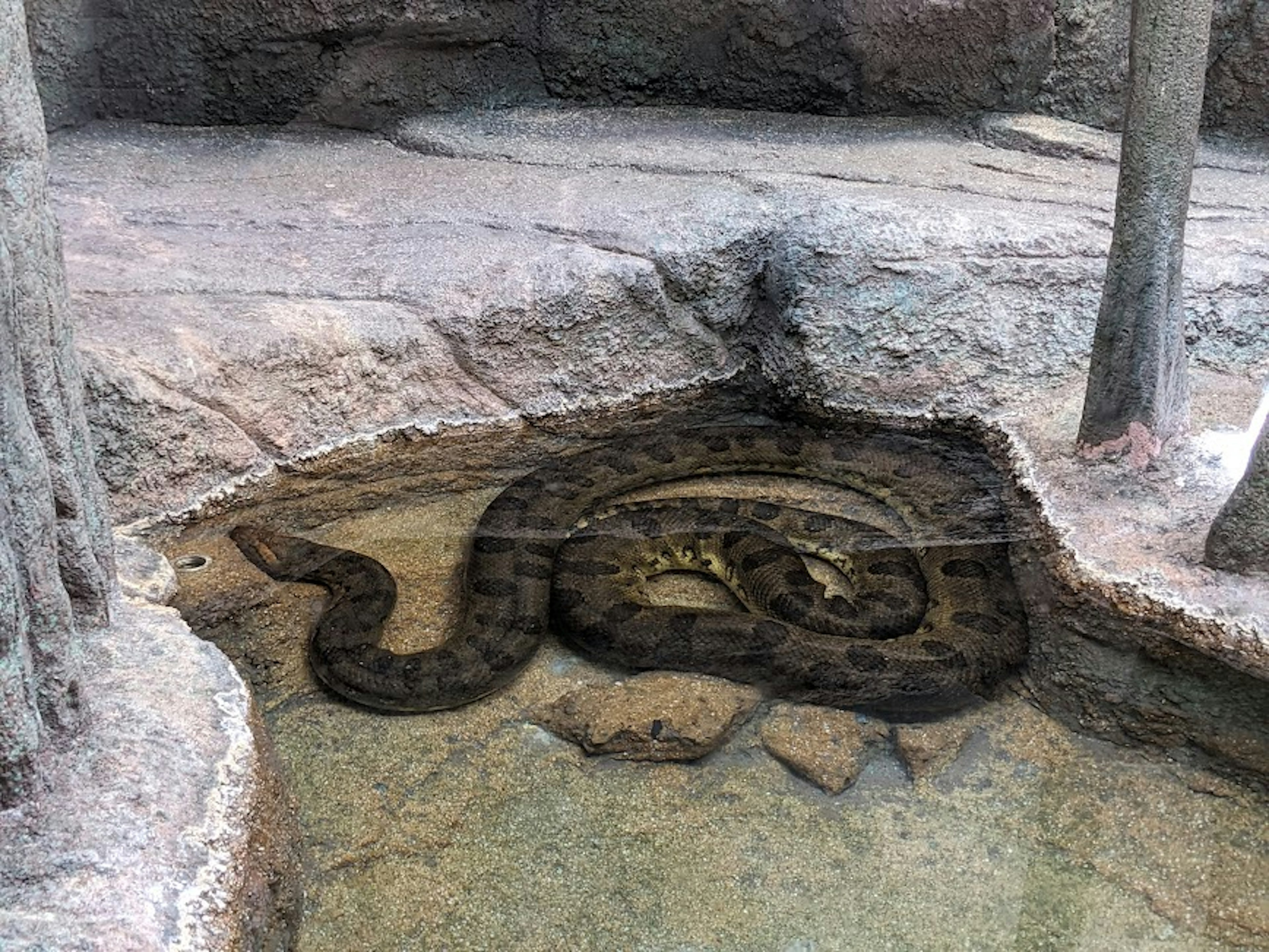 A large snake resting among rocks near water