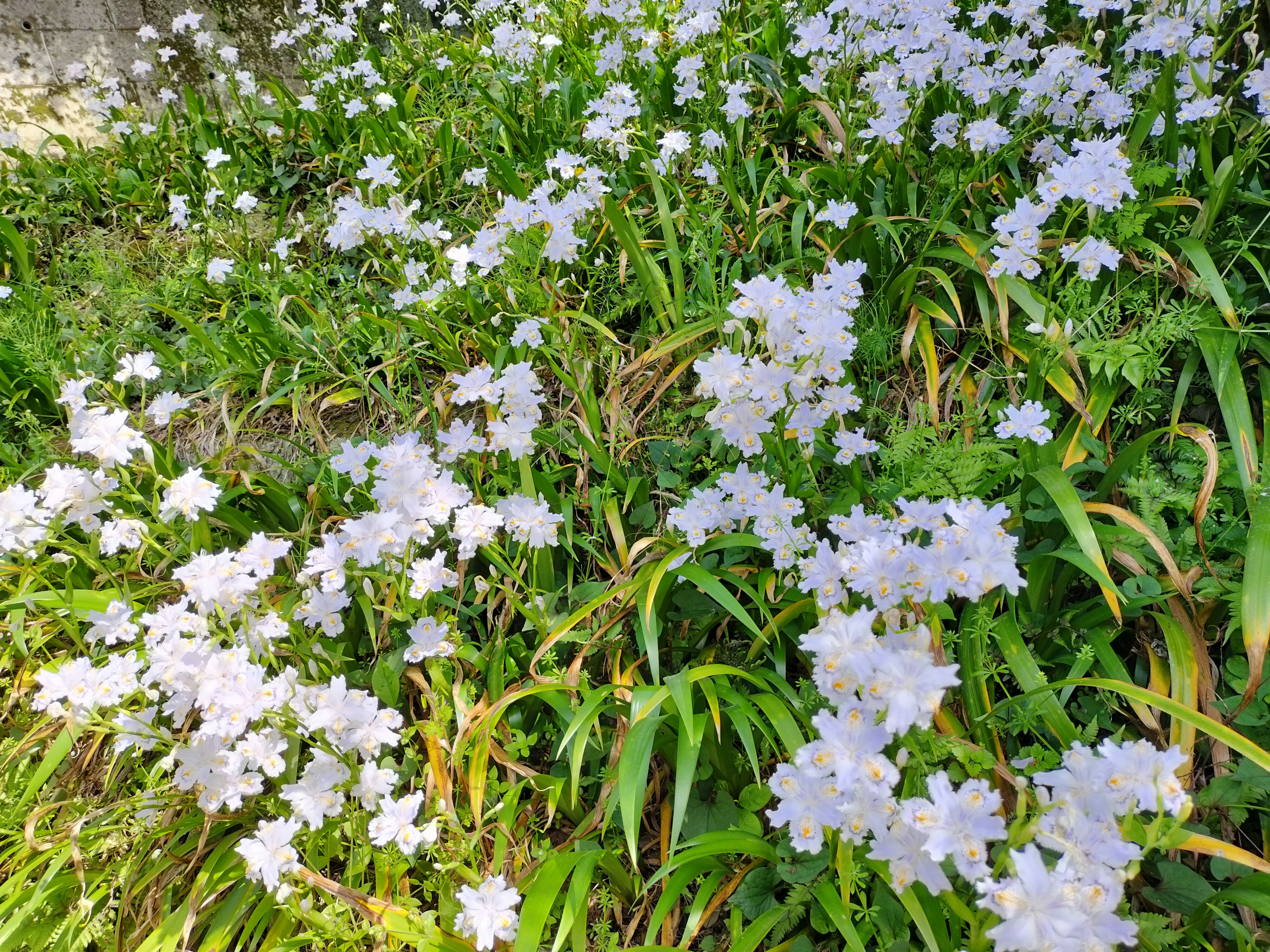 Un'area verde lussureggiante piena di fiori viola chiaro