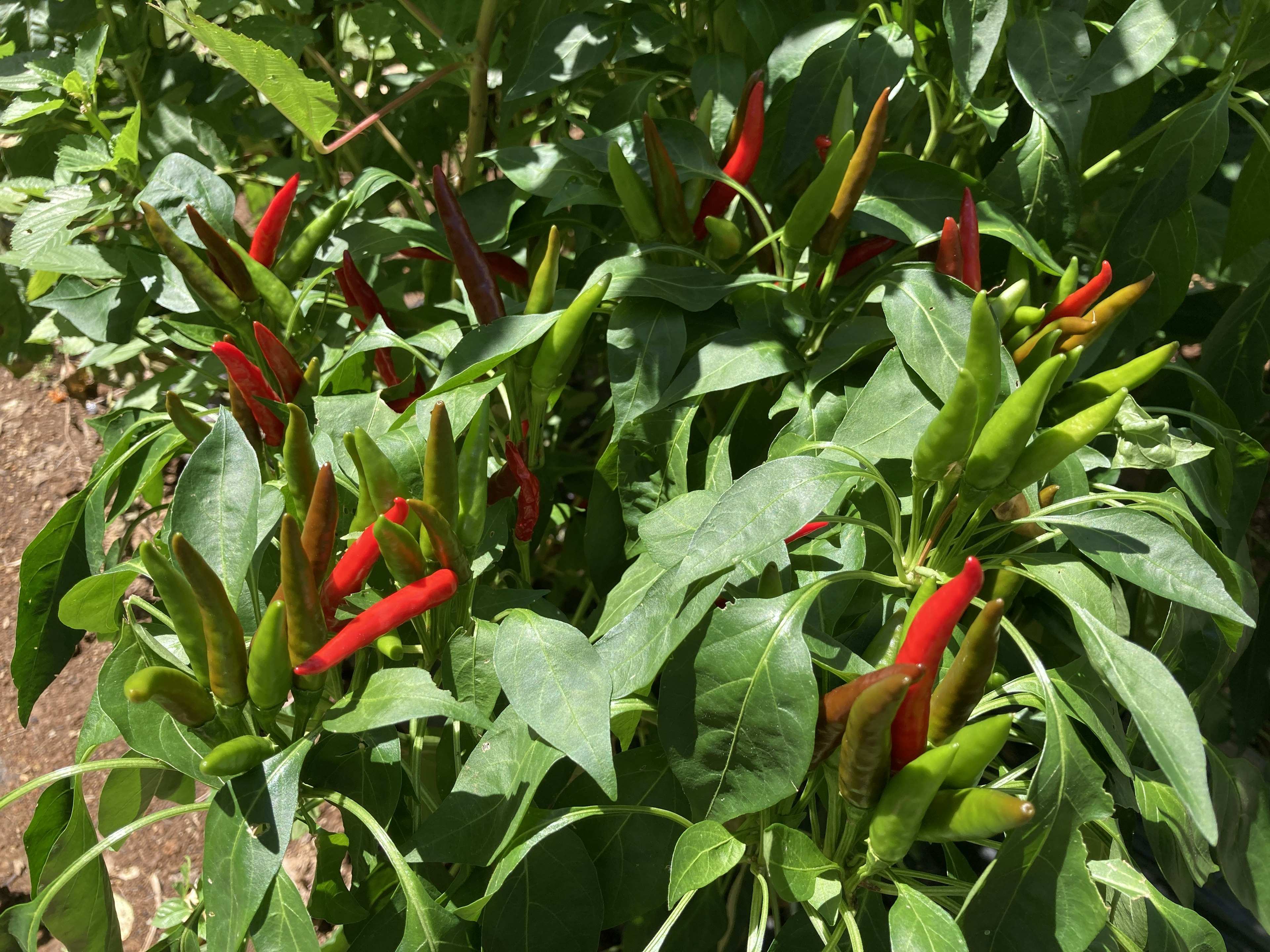 Close-up of a chili pepper plant with red and green peppers