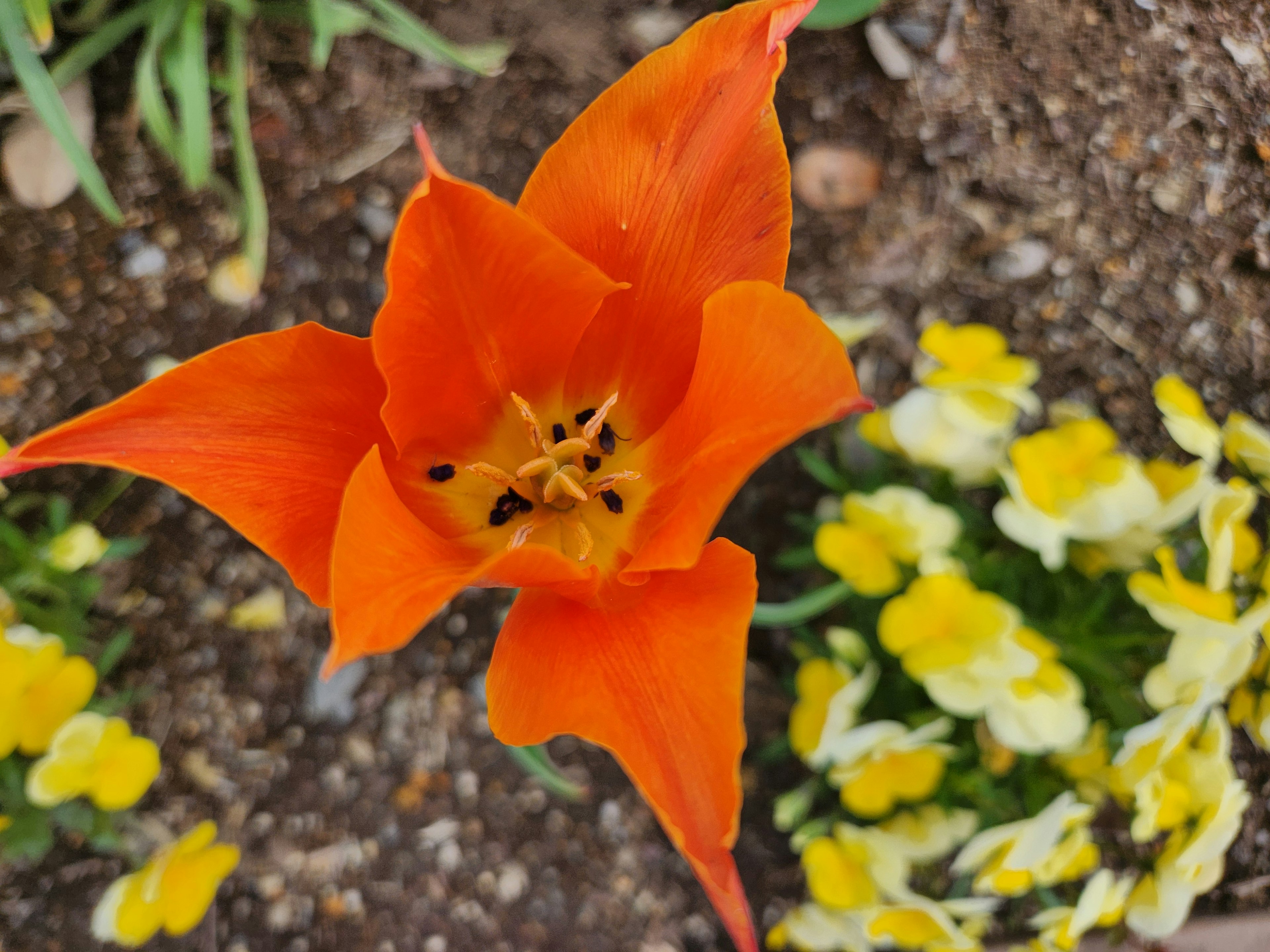 Lebendige orangefarbene Tulpe von oben gesehen