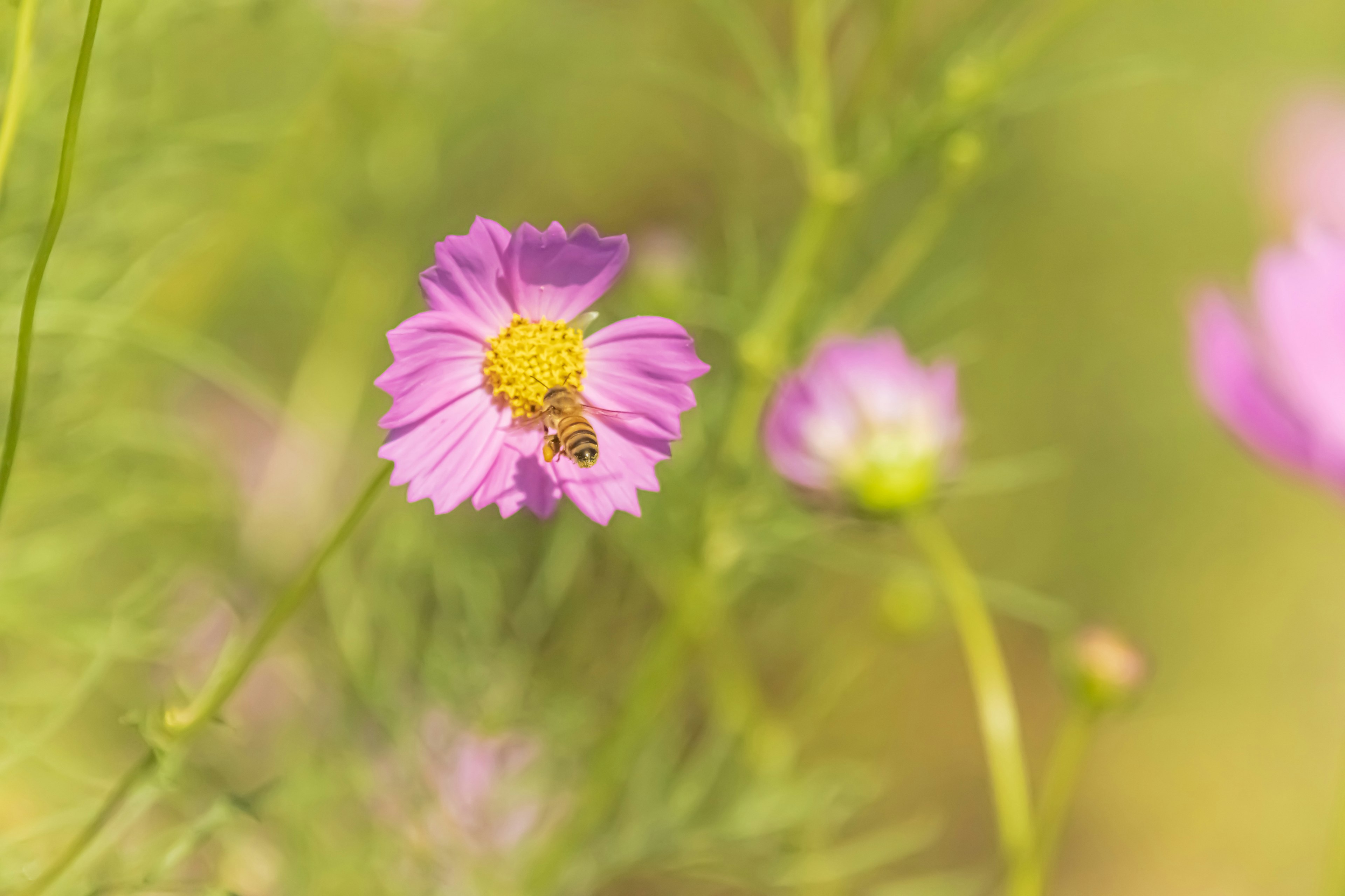 Nahaufnahme einer kleinen lila Blume mit einer Biene in der Mitte