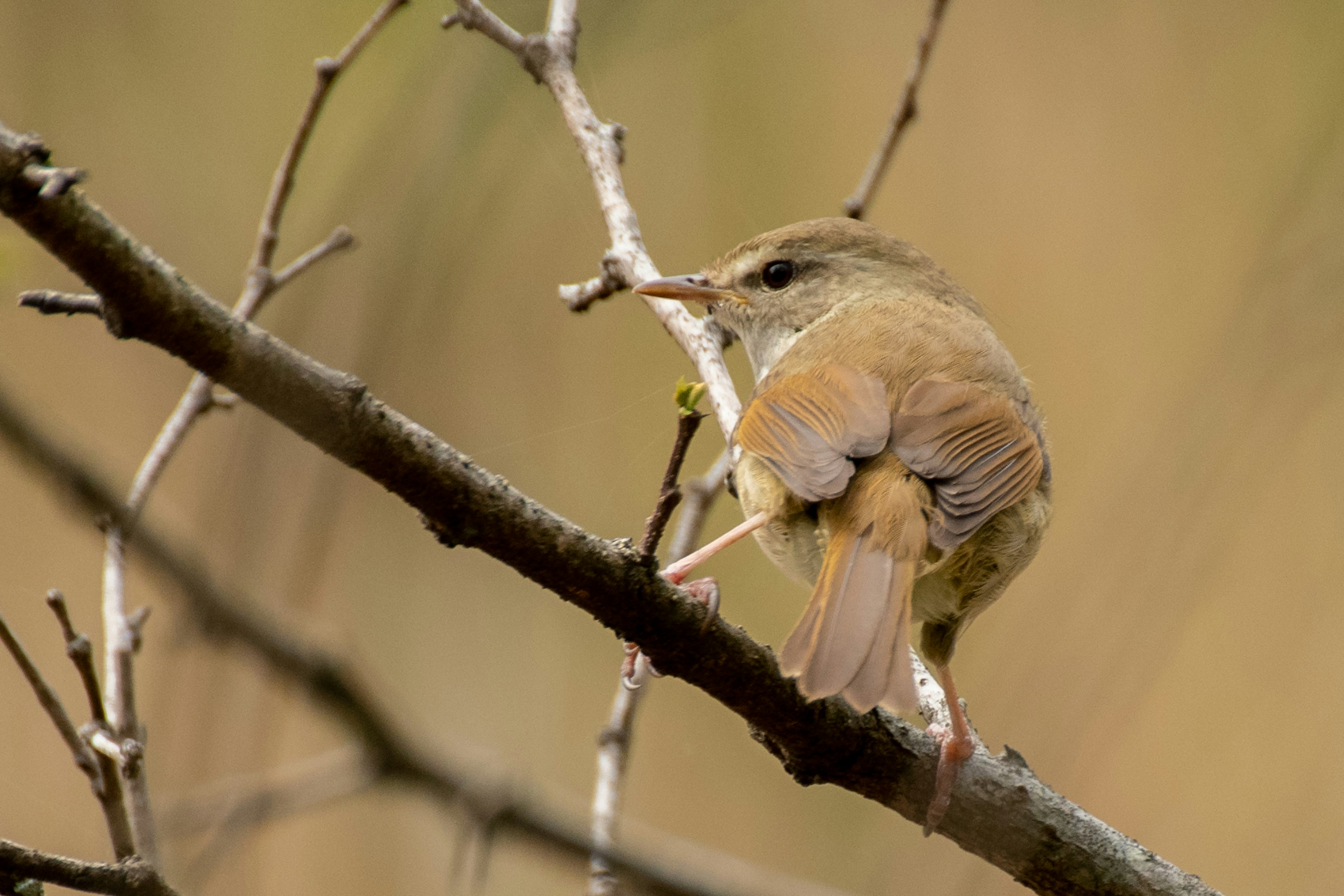 A small bird perched on a branch from behind