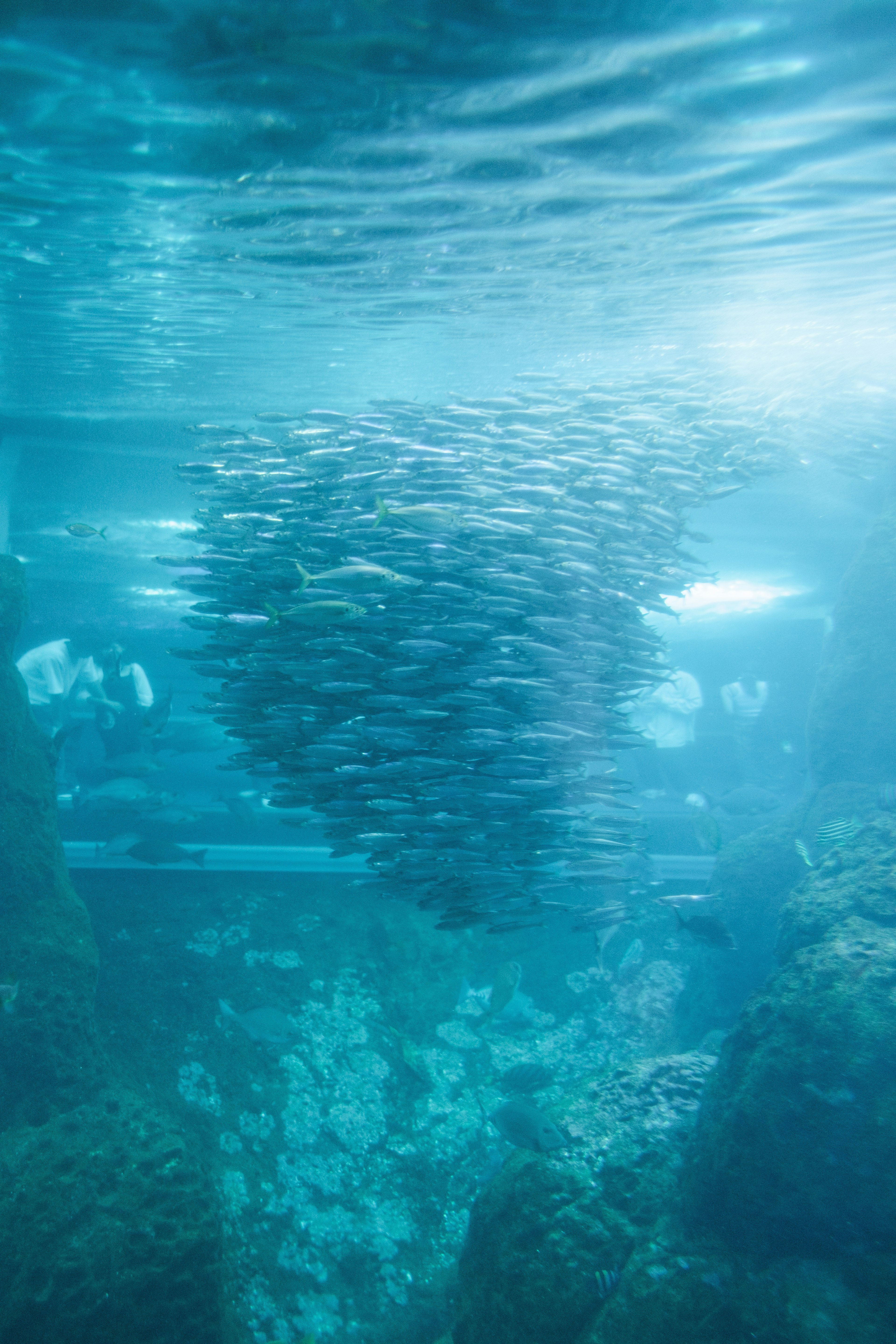 Sekumpulan ikan berenang di dalam air biru jernih