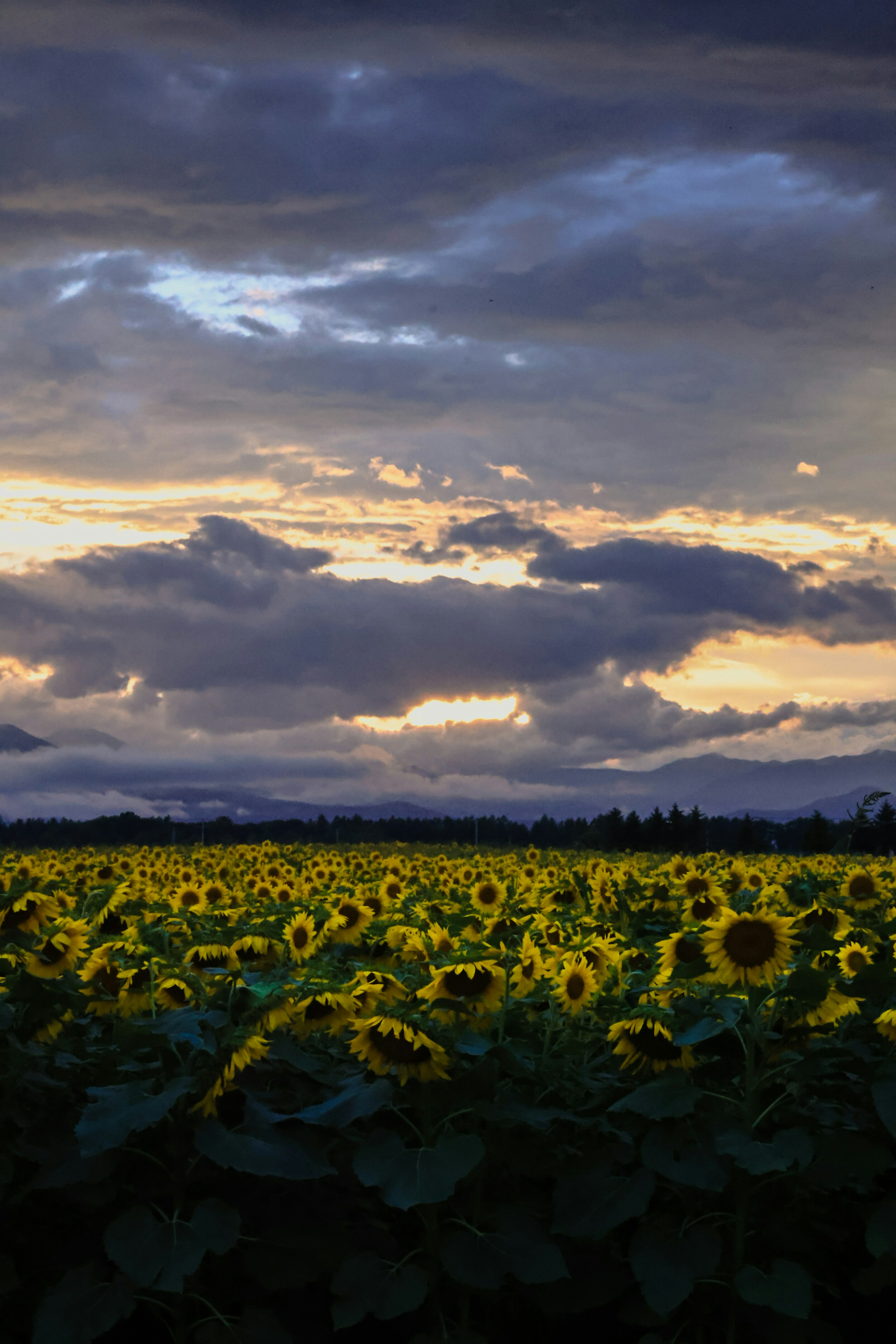 Campo di girasoli sotto un cielo drammatico al tramonto