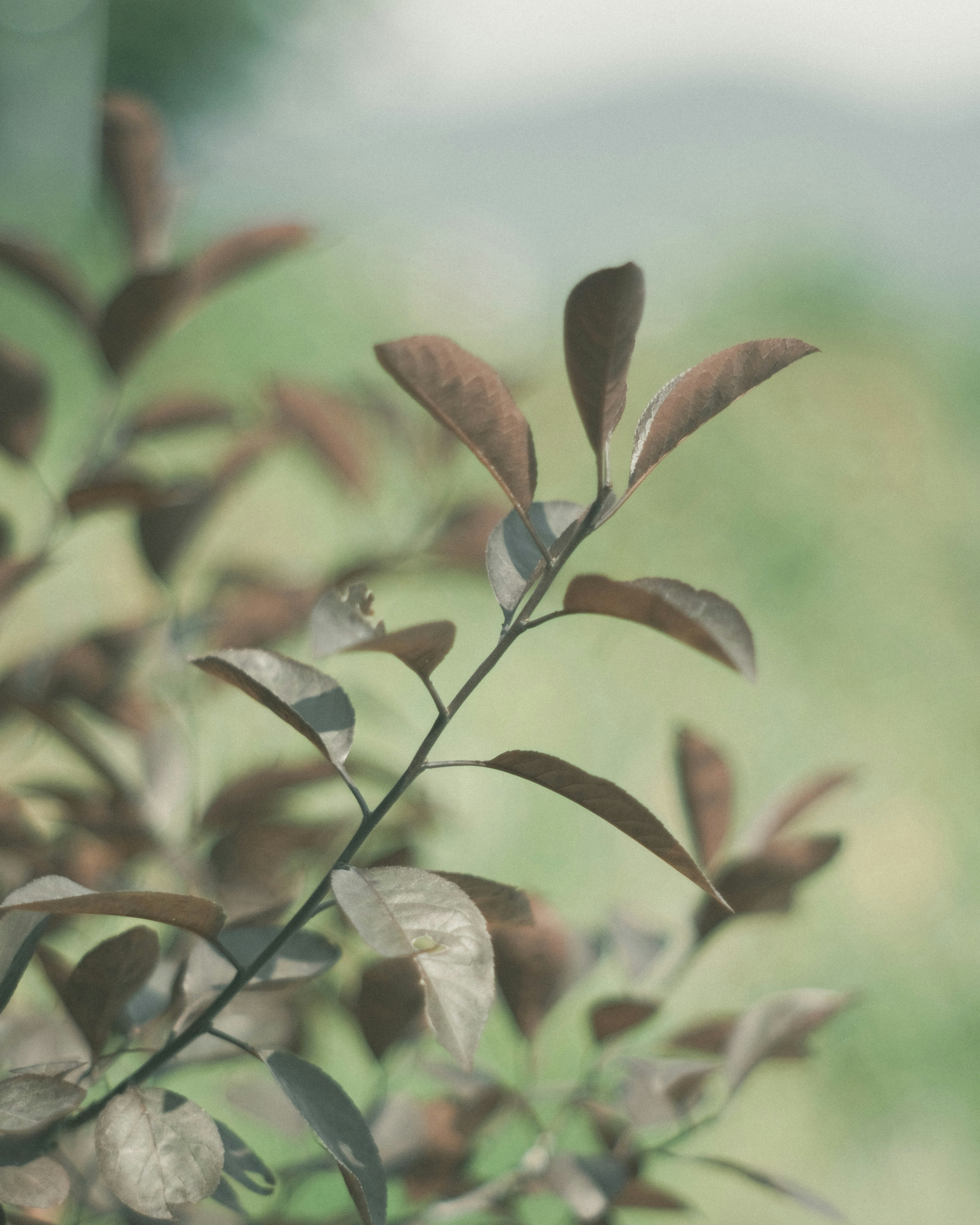 柔らかい緑の背景に立つ細い枝に付いた茶色の葉