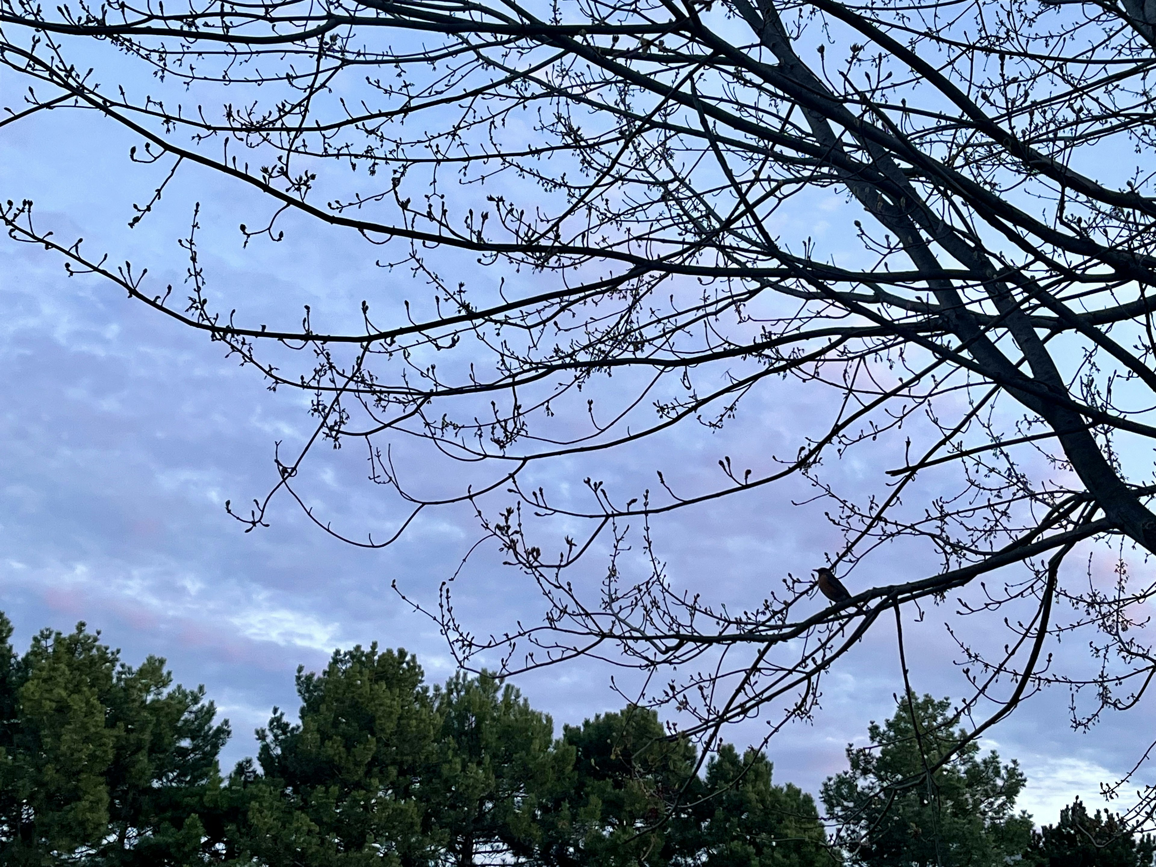 Silhouette of trees with branches under a blue sky