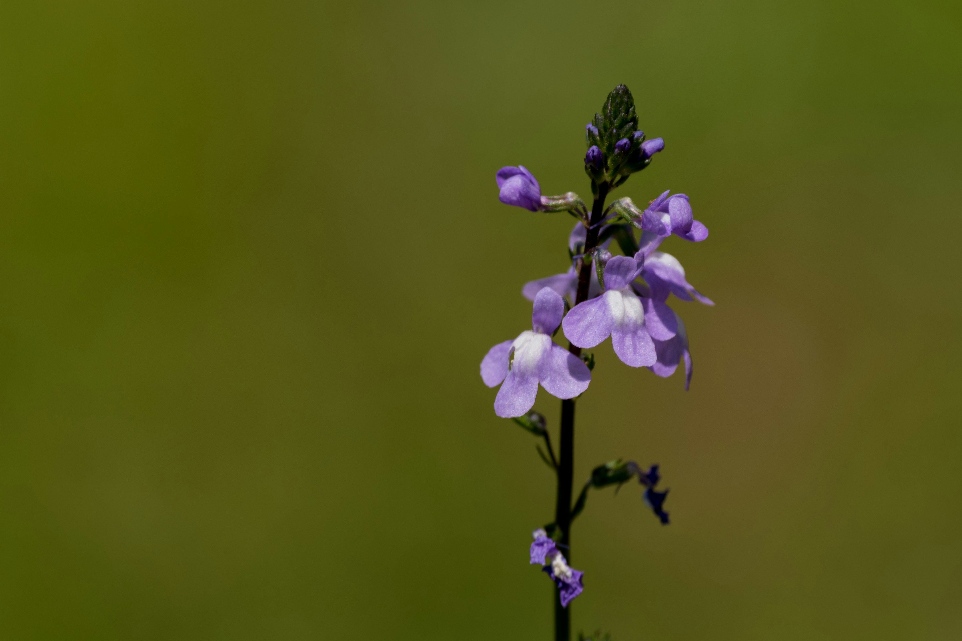 Ein schlanker Stängel mit zarten lila Blumen in Blüte