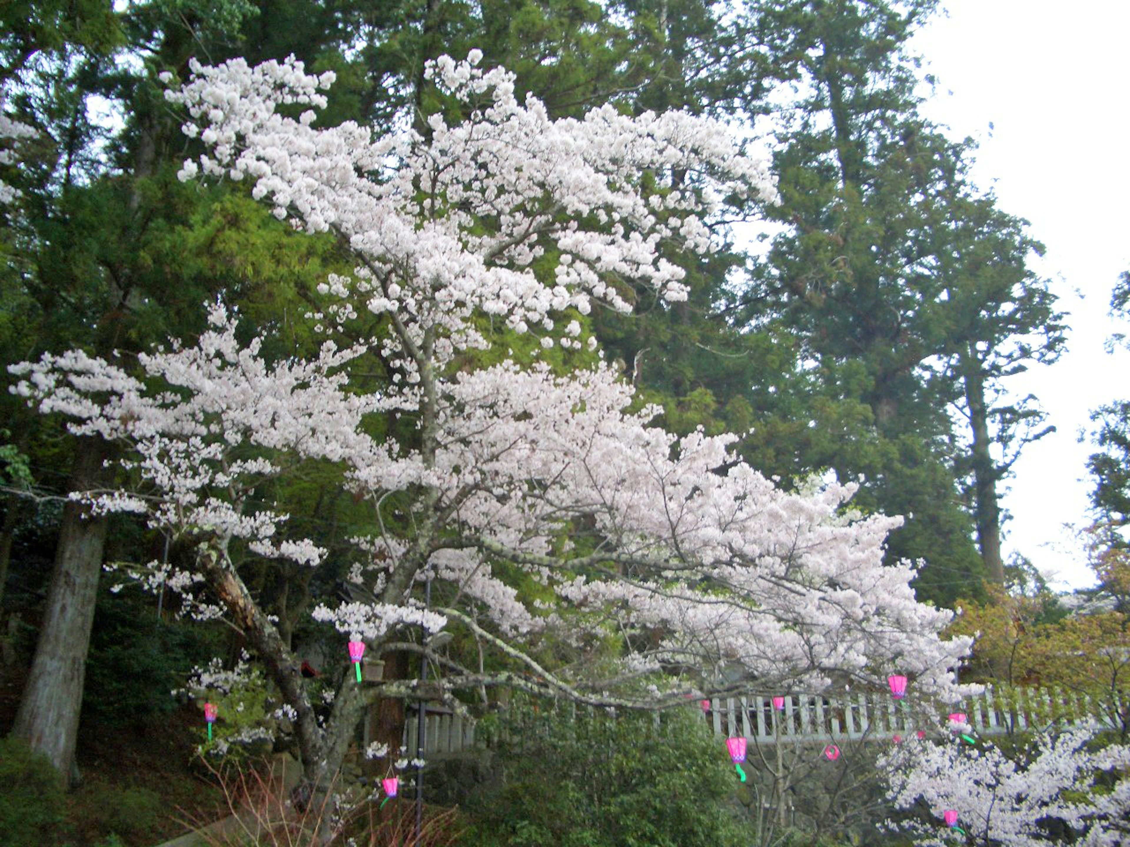 桜の花が咲いている木と緑の背景