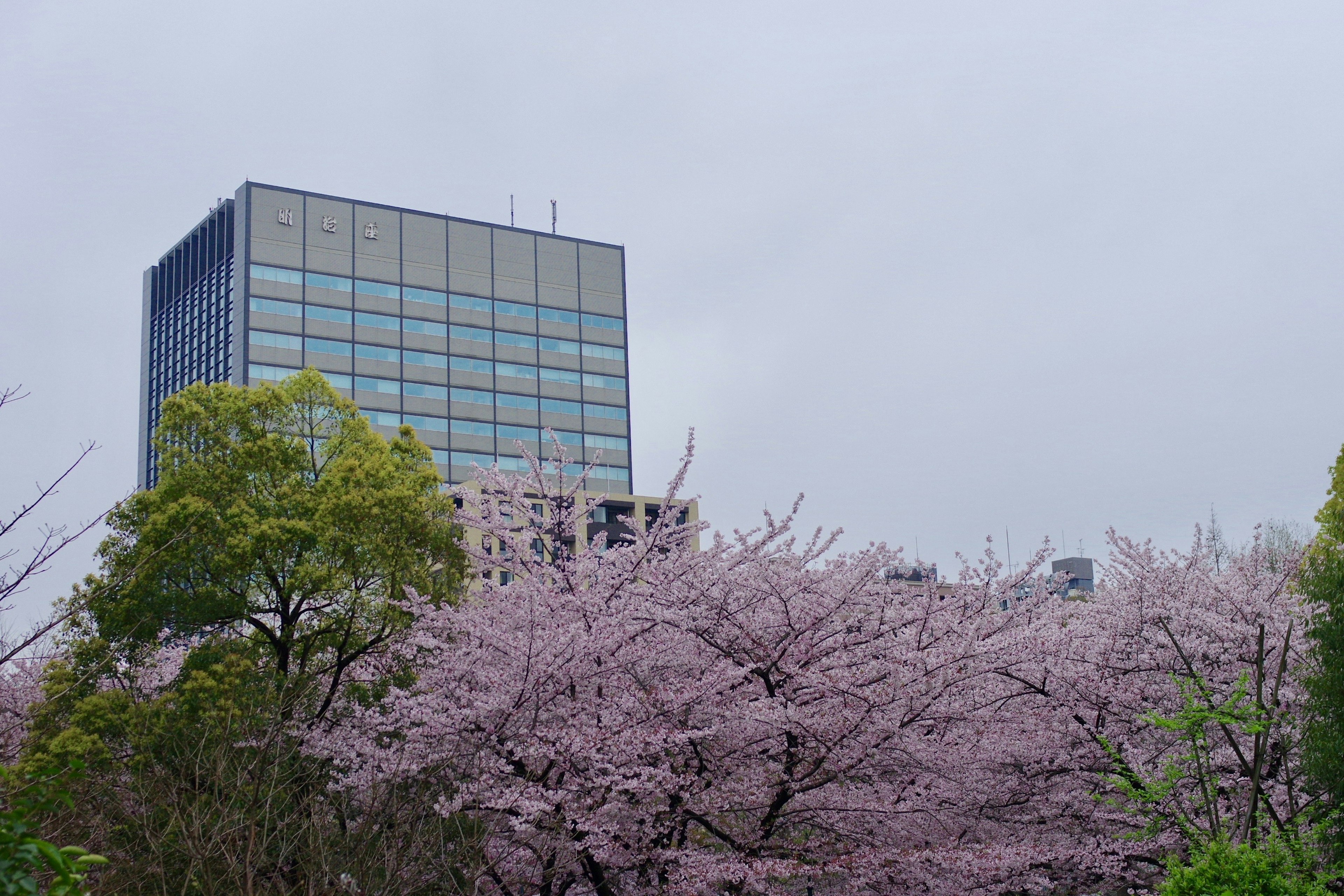 Cherry blossom trees in bloom with a modern building in the background