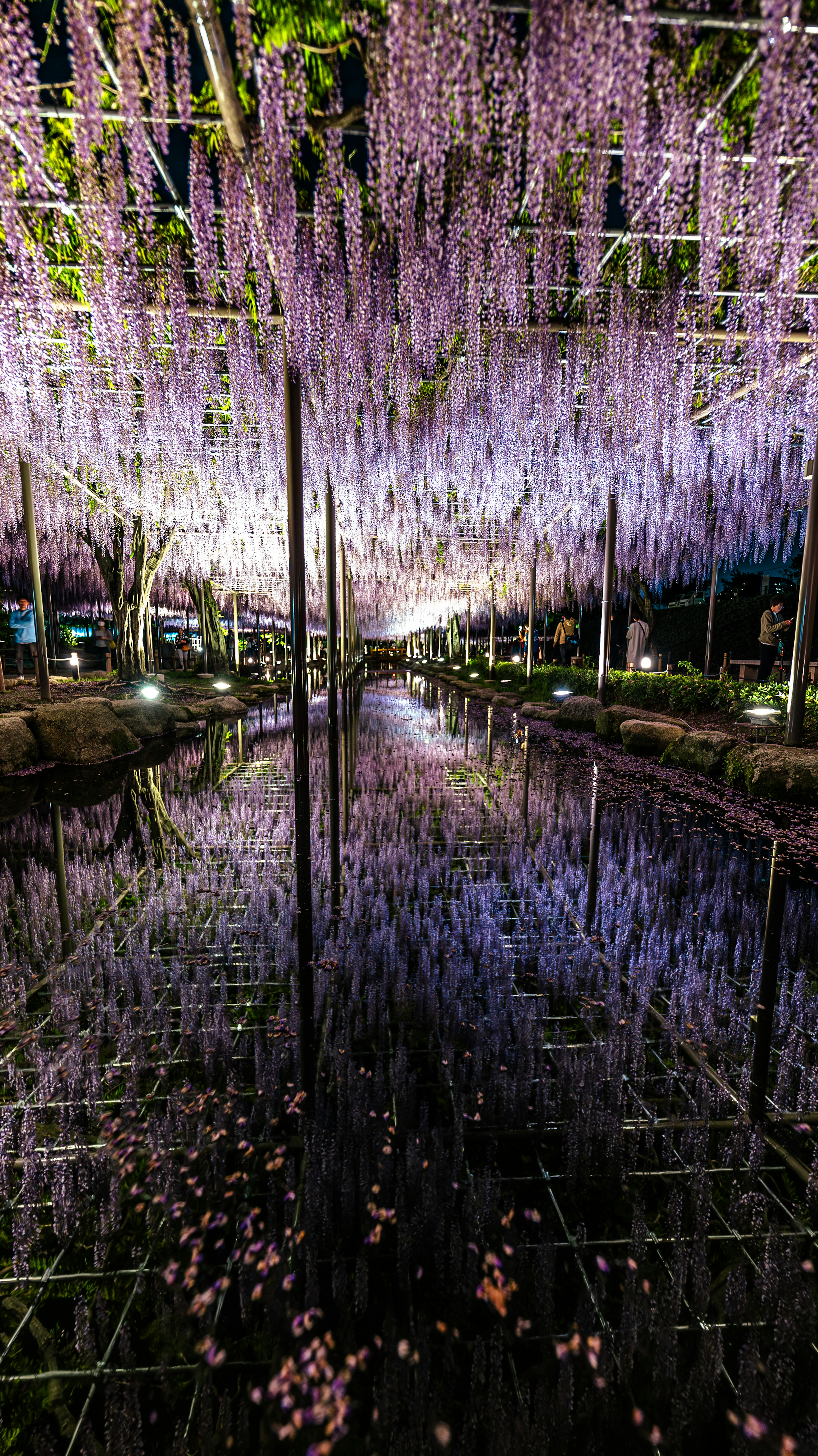 紫色の藤の花が吊るされた美しいトンネルの景色 水面に映る幻想的な風景