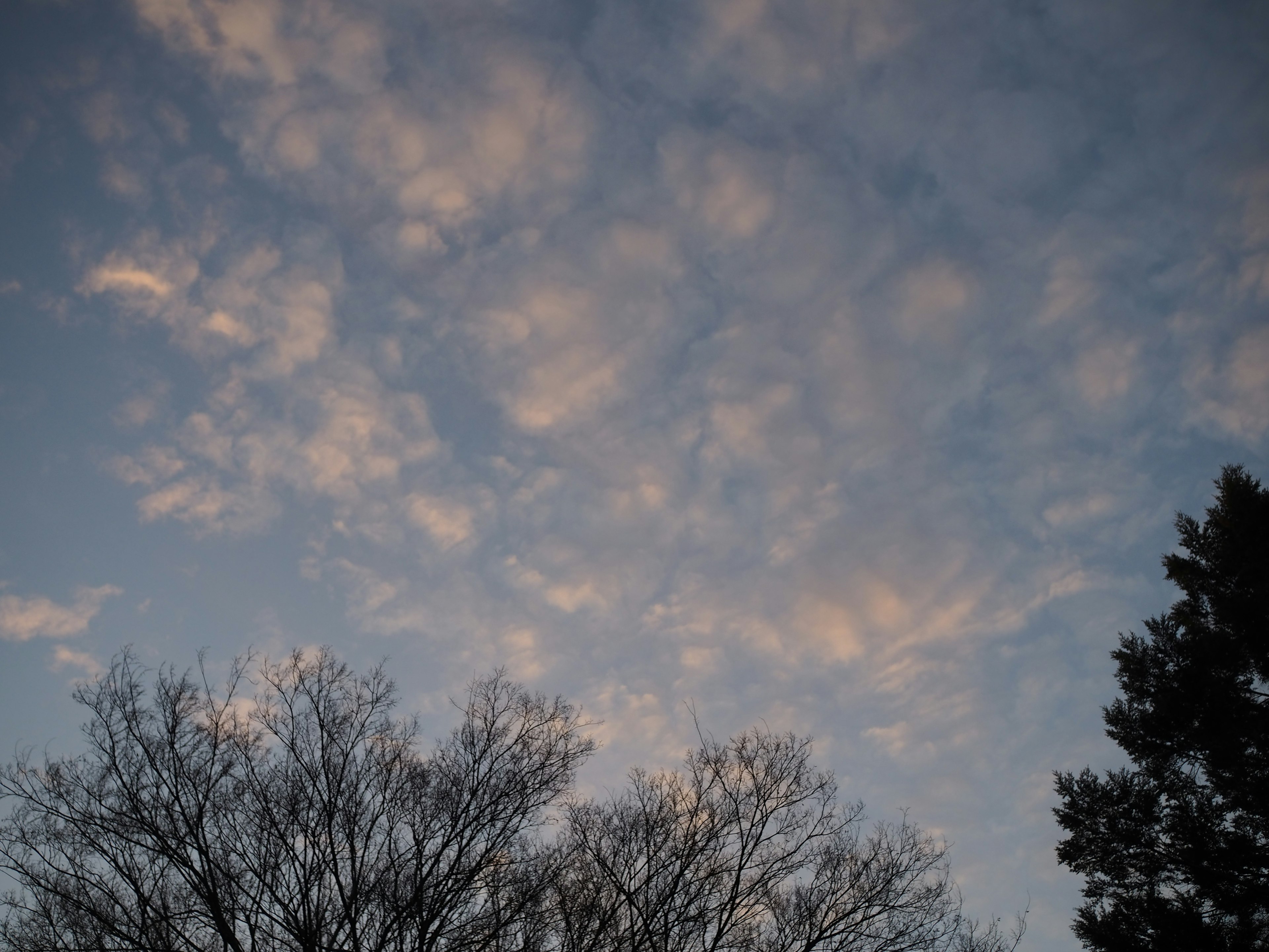 Blue sky with white clouds and tree silhouettes