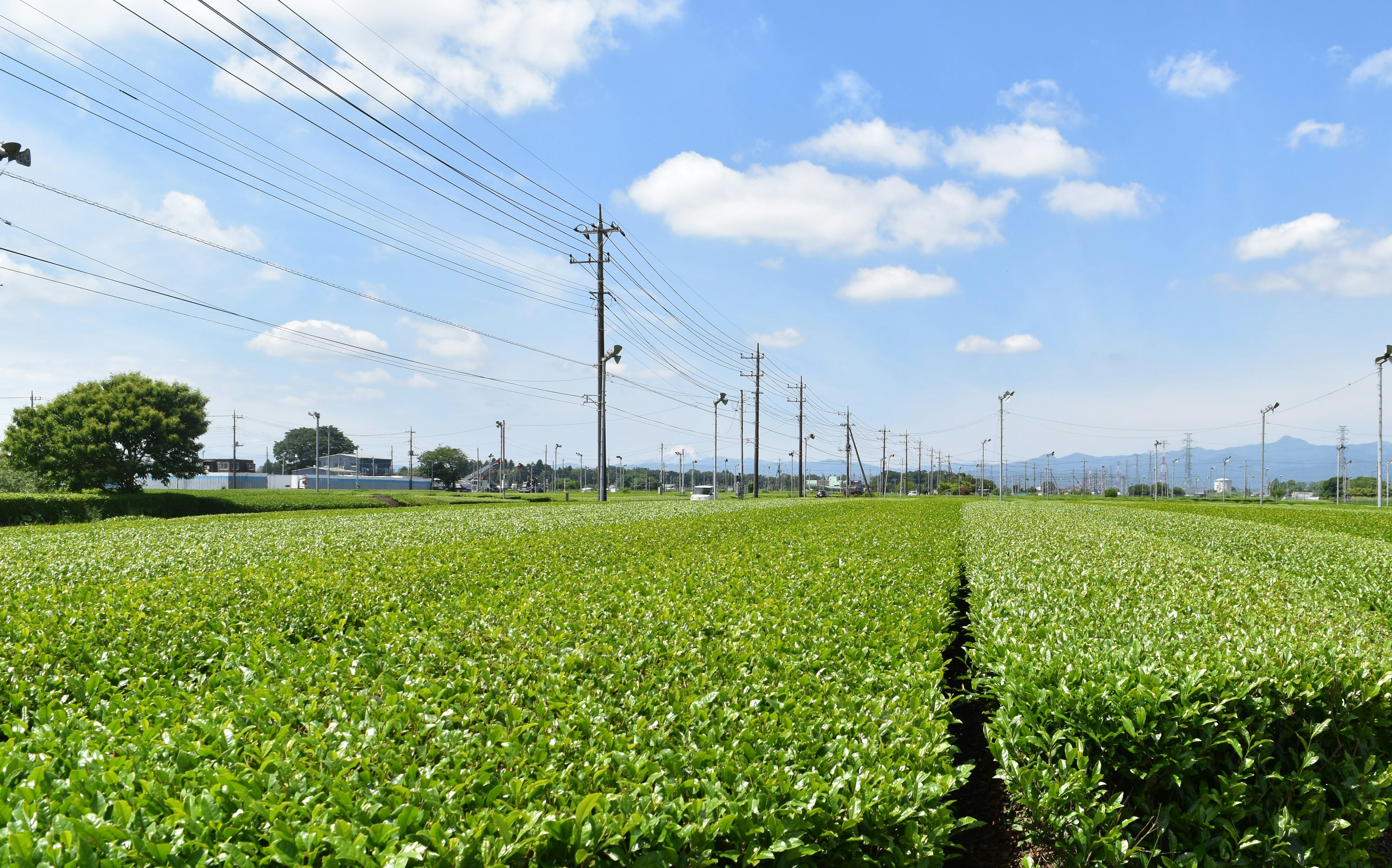 Campos de té verde bajo un cielo azul claro con postes y líneas eléctricas