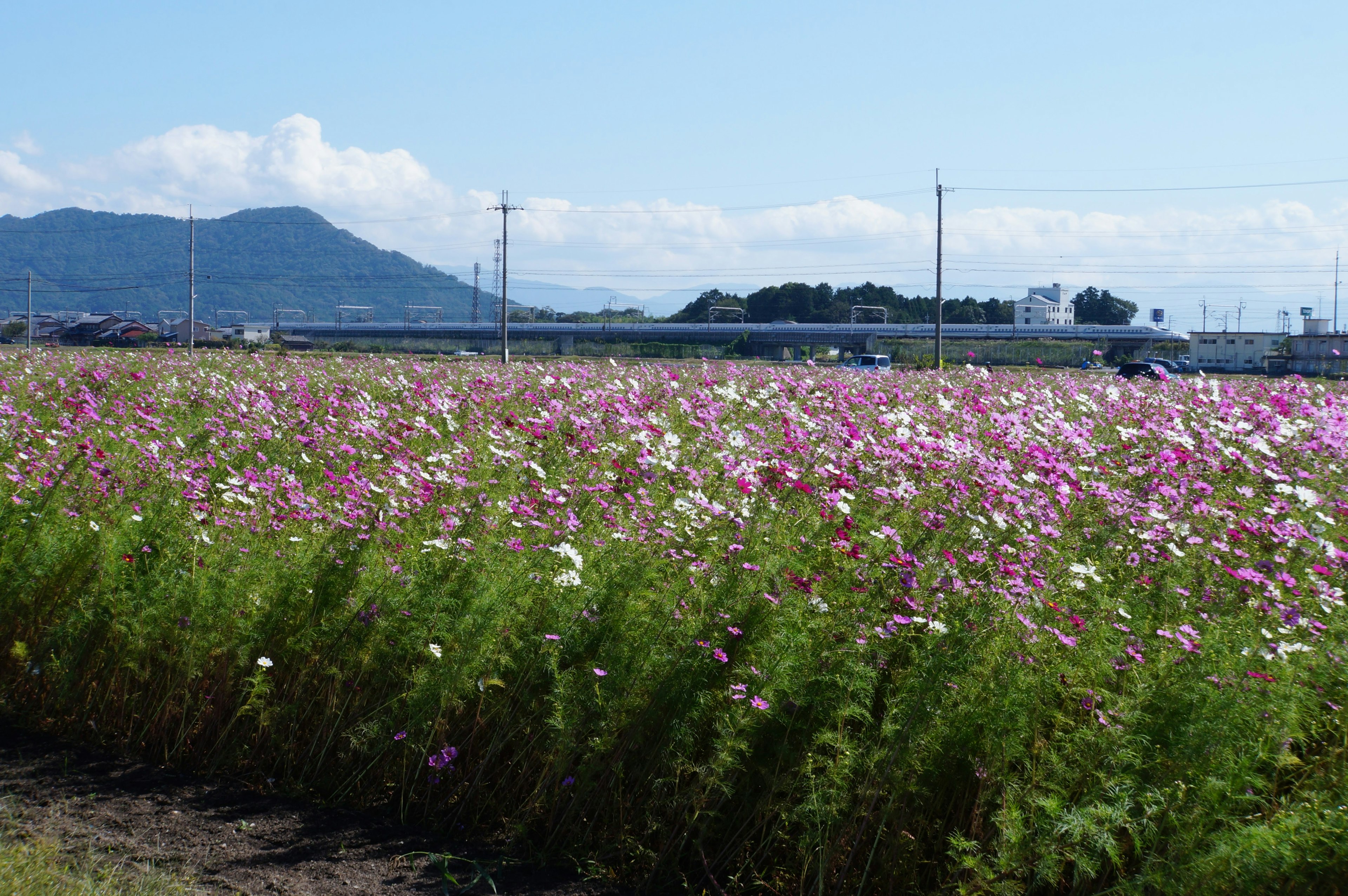 色とりどりのコスモスが咲く風景と山々