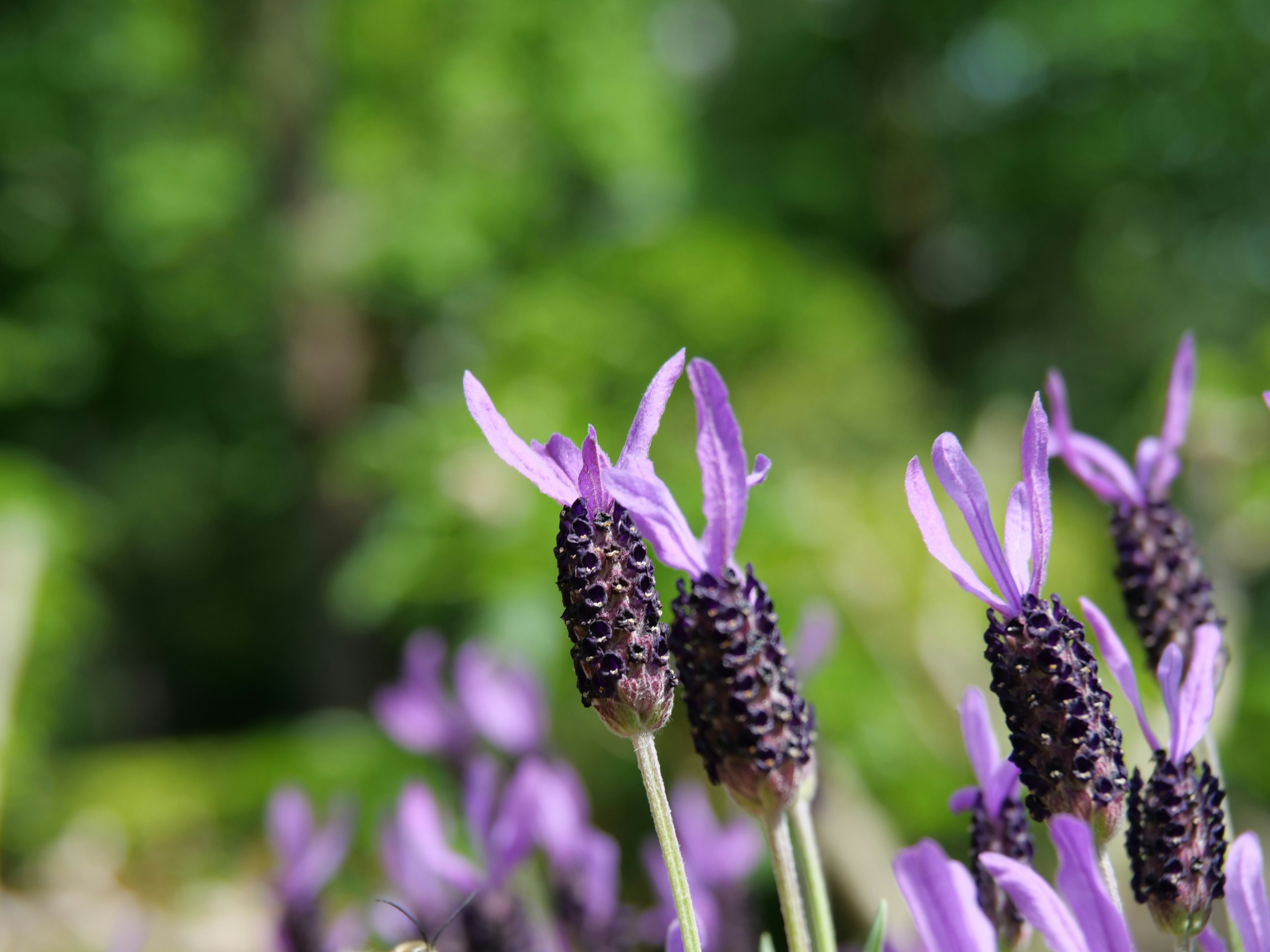 Purple flowers with unique petals against a blurred green background