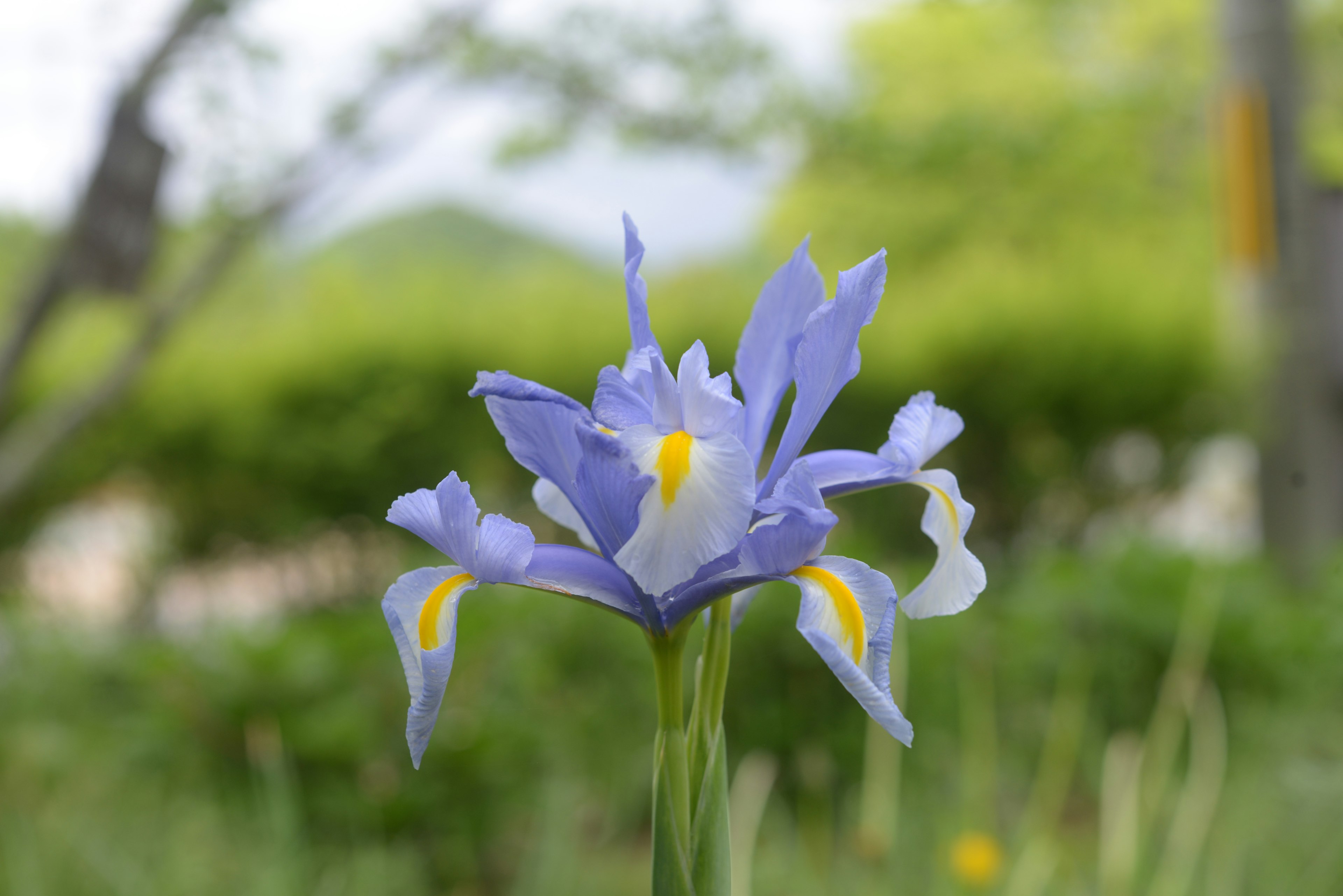 Une fleur bleu-violet en fleur avec des plantes vertes en arrière-plan