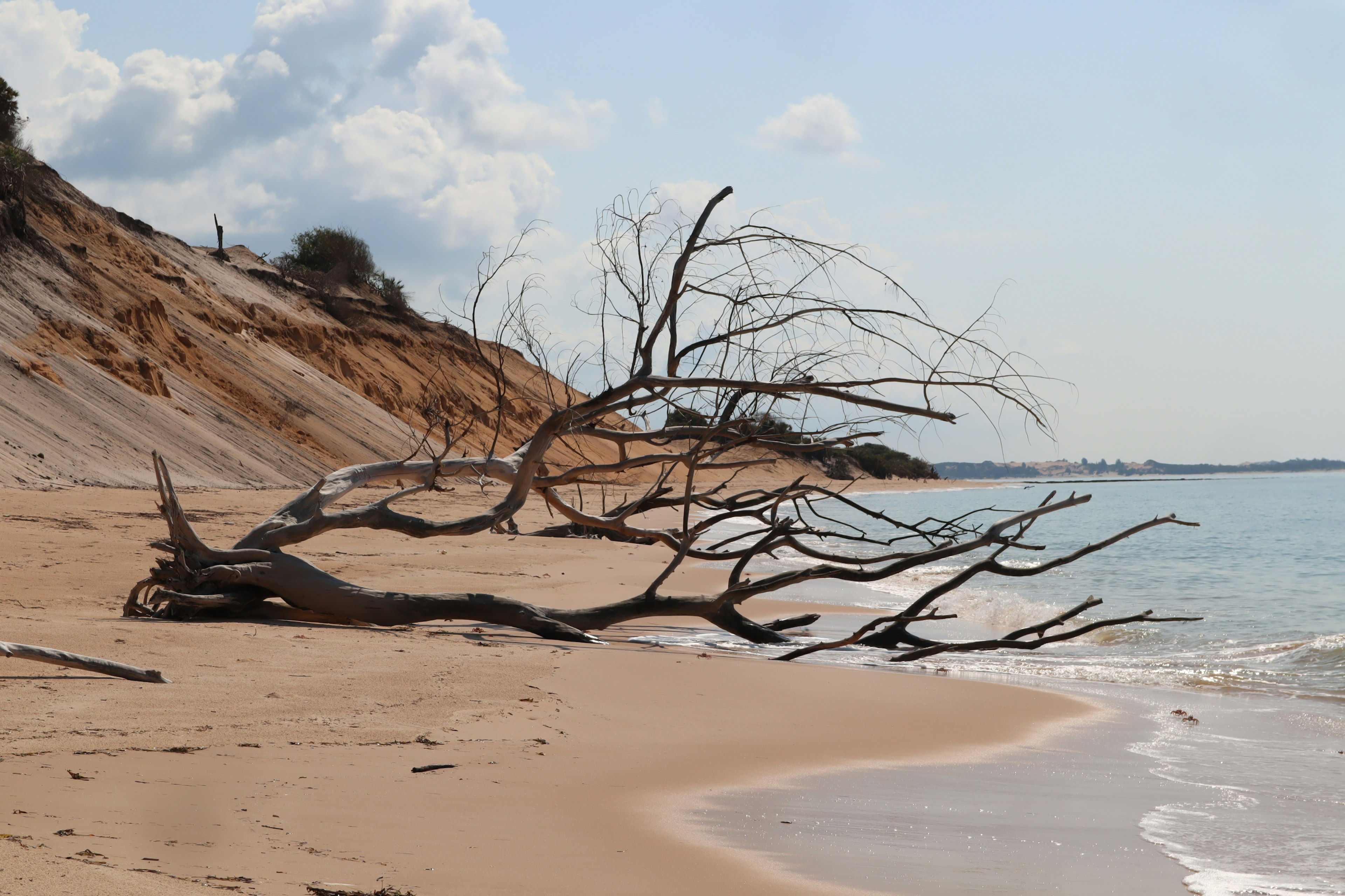 Una scena costiera con un albero secco sulla spiaggia di sabbia