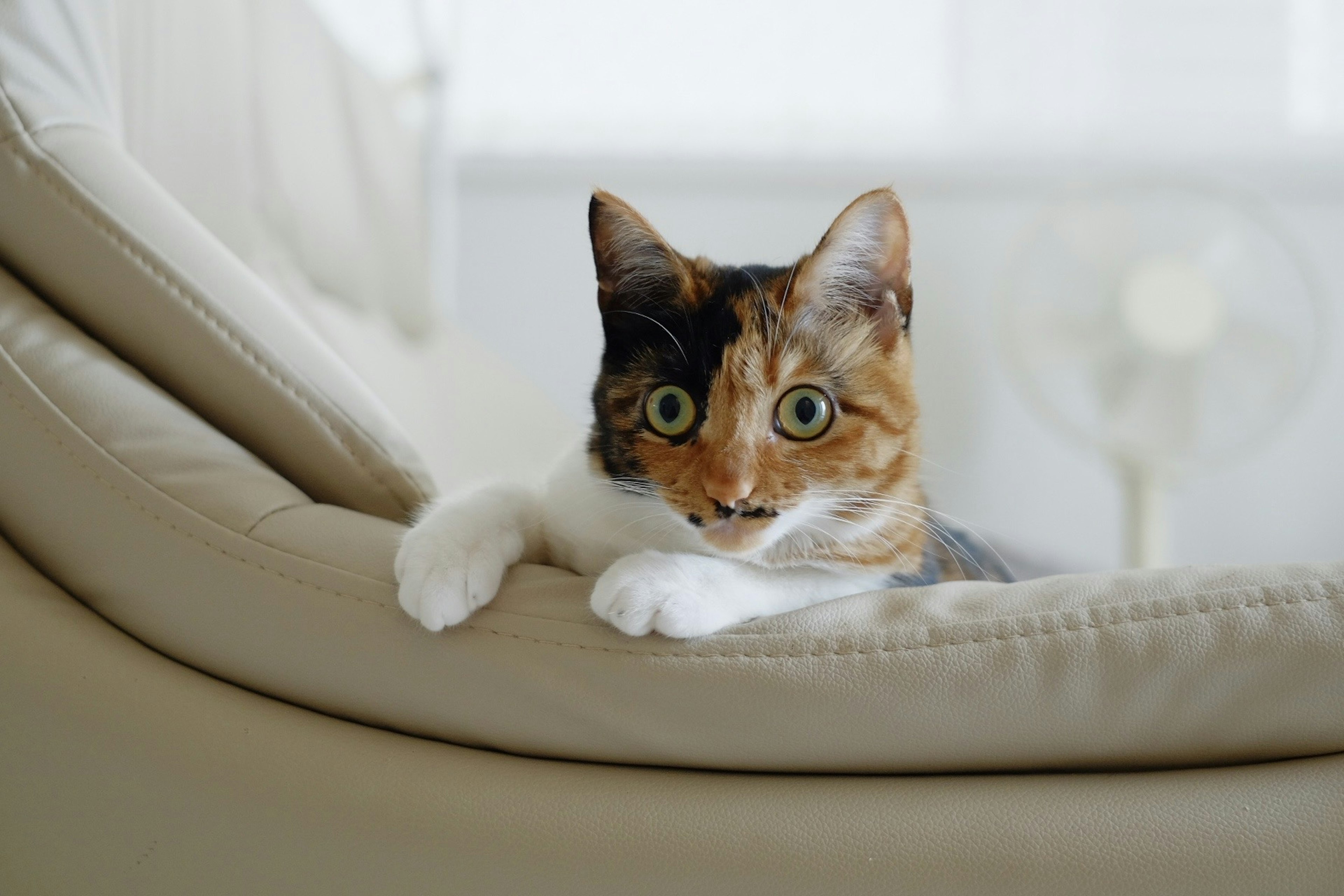 Eine tricolor Katze mit braunem und weißem Fell, die sich auf einer Sofalehne ausruht