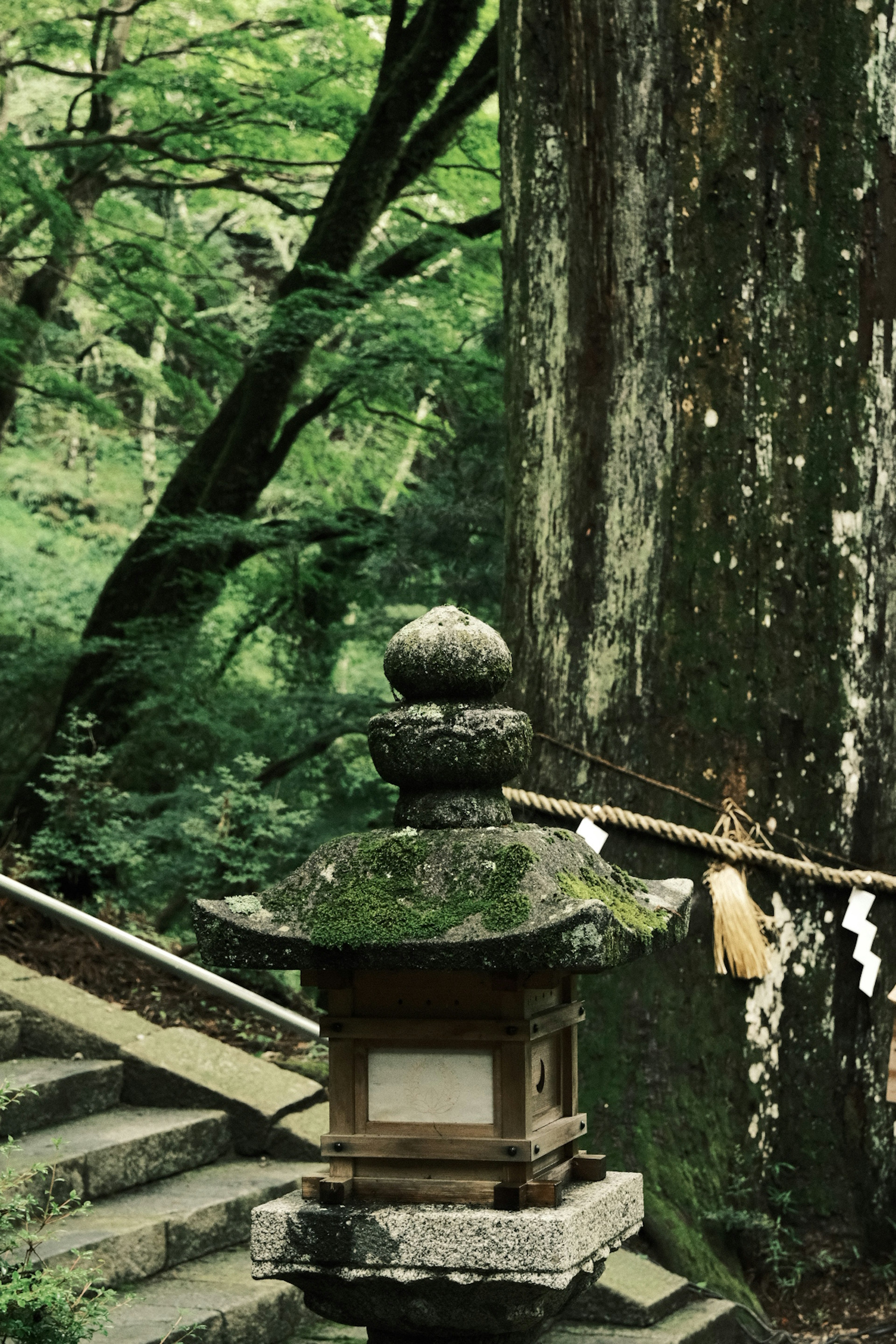 緑に囲まれた古い灯篭と大きな木の風景