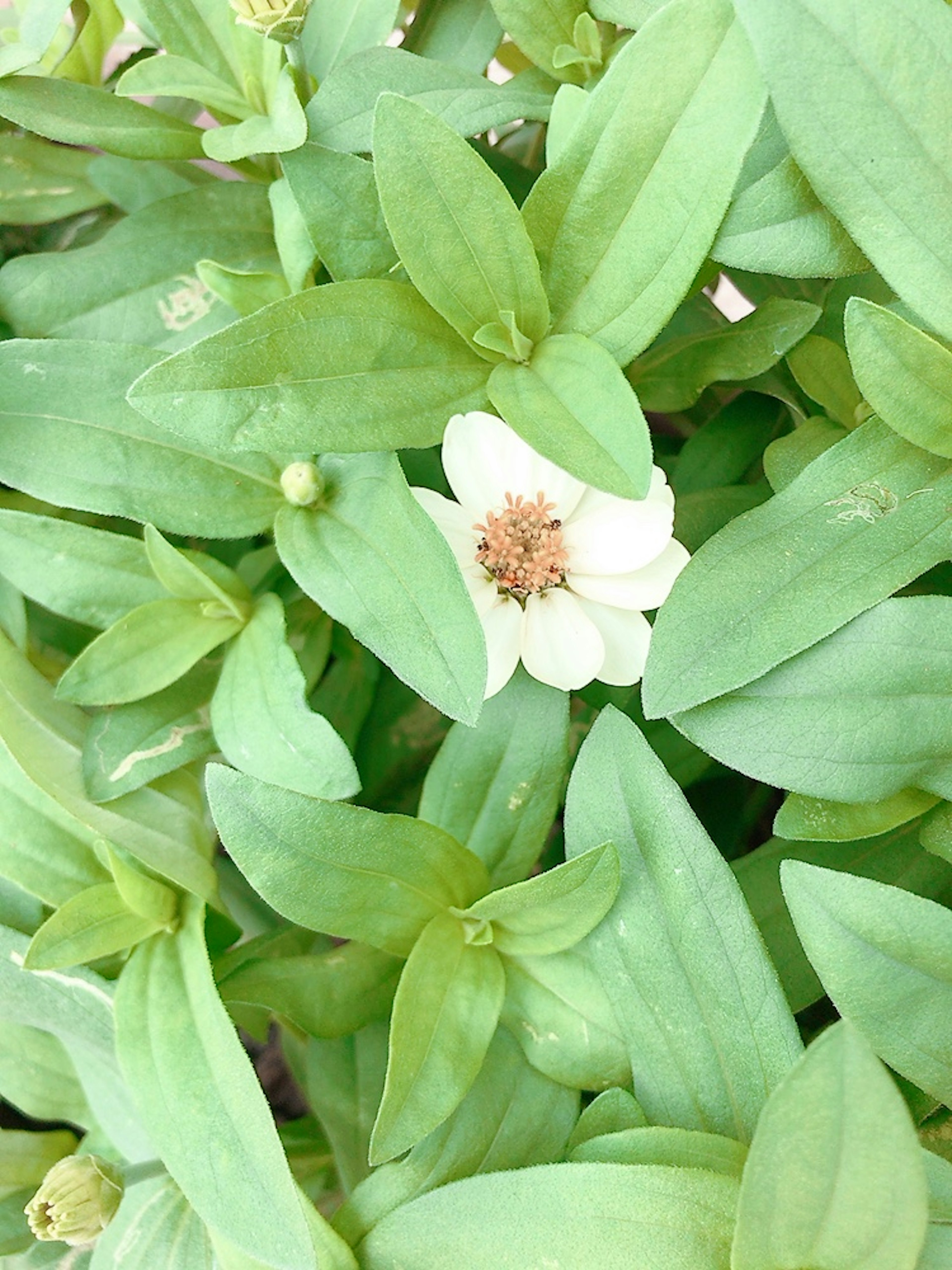 Nahaufnahme einer weißen Blume umgeben von grünen Blättern