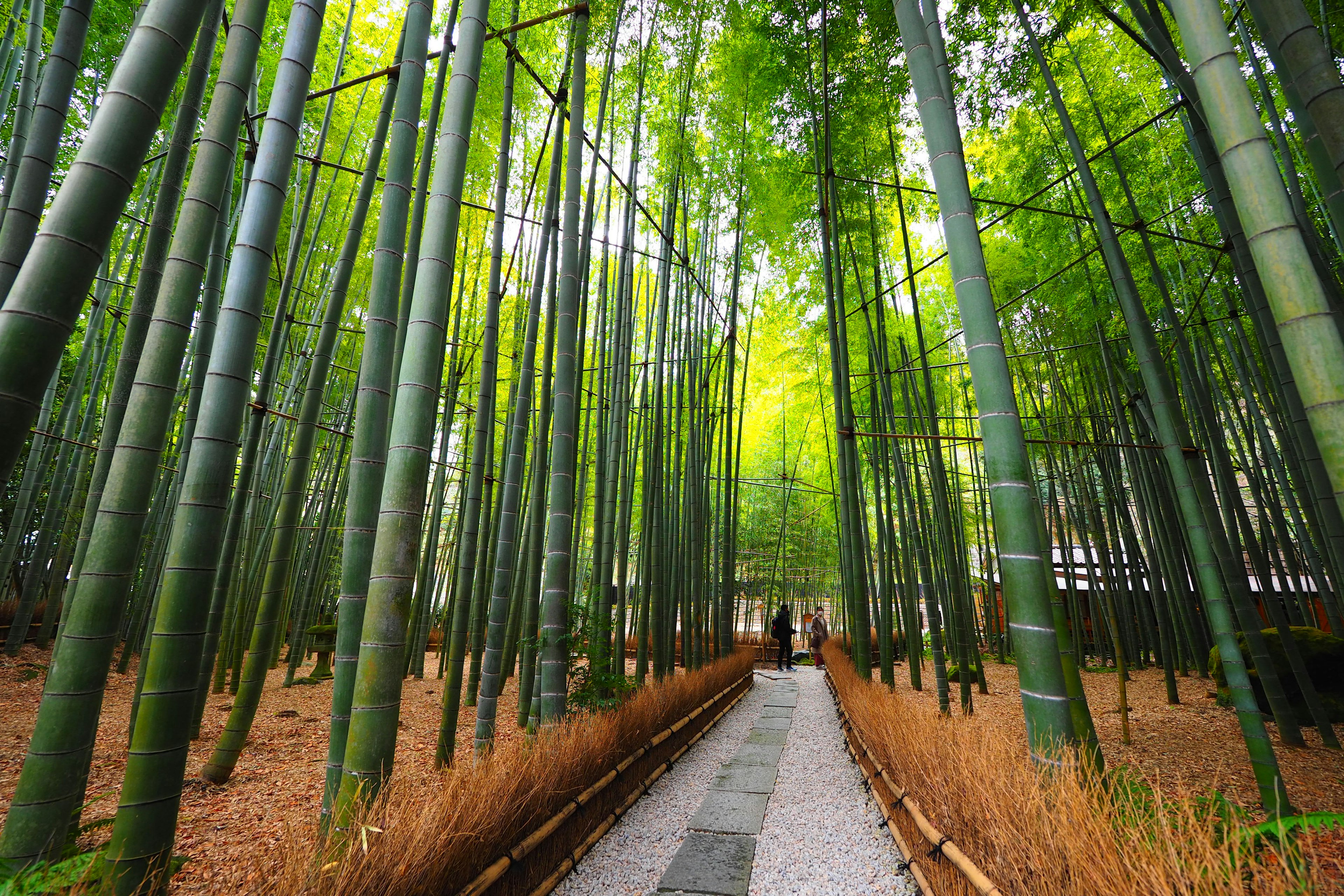 Bosque de bambú exuberante con un camino