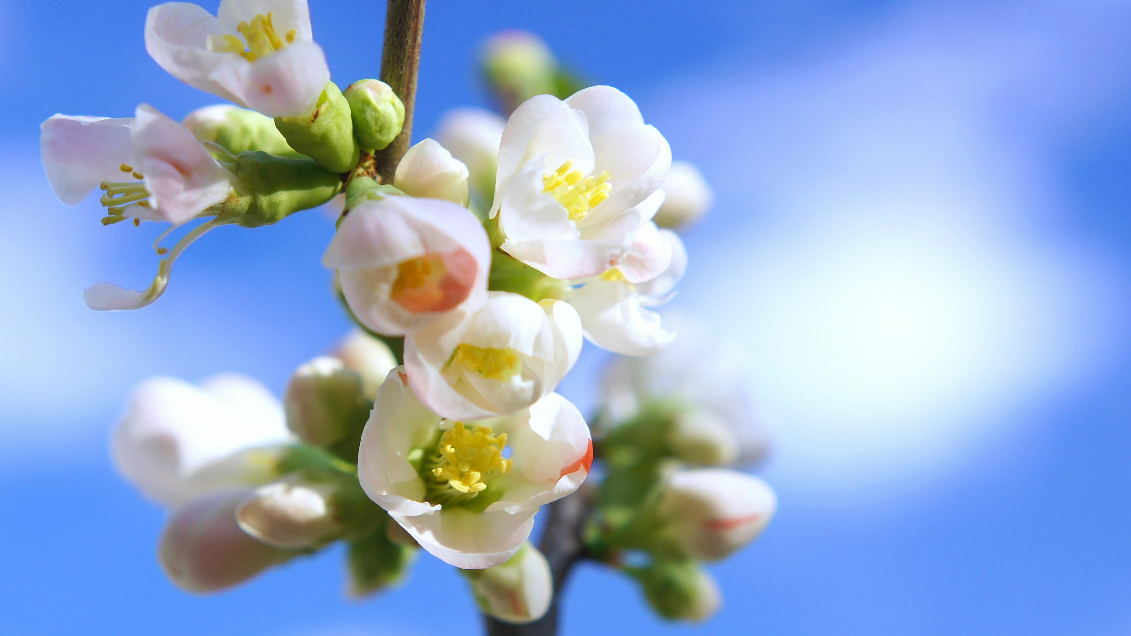 青空を背景にした白い花とつぼみのクローズアップ