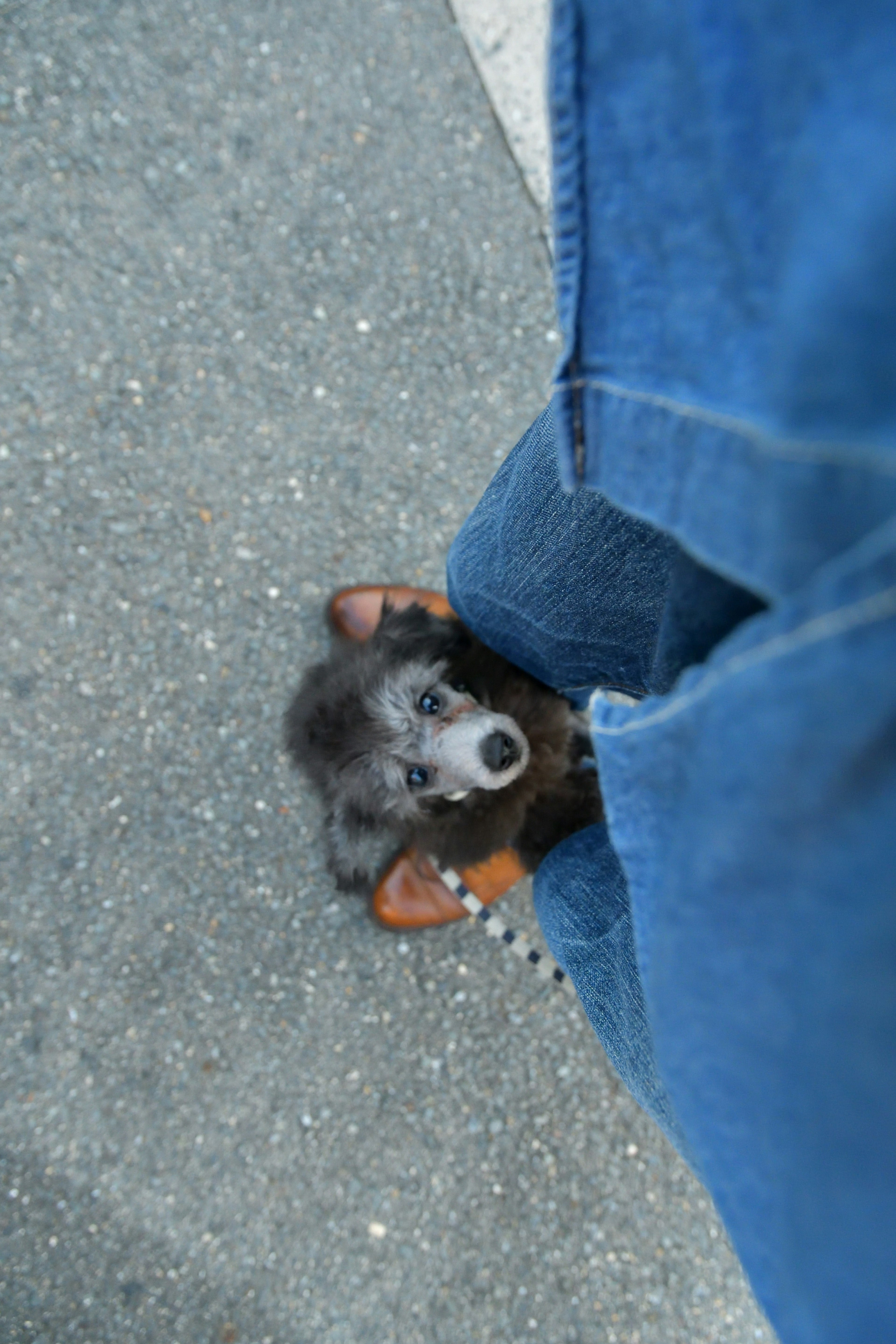 Anjing kecil mengintip dari antara celana denim biru