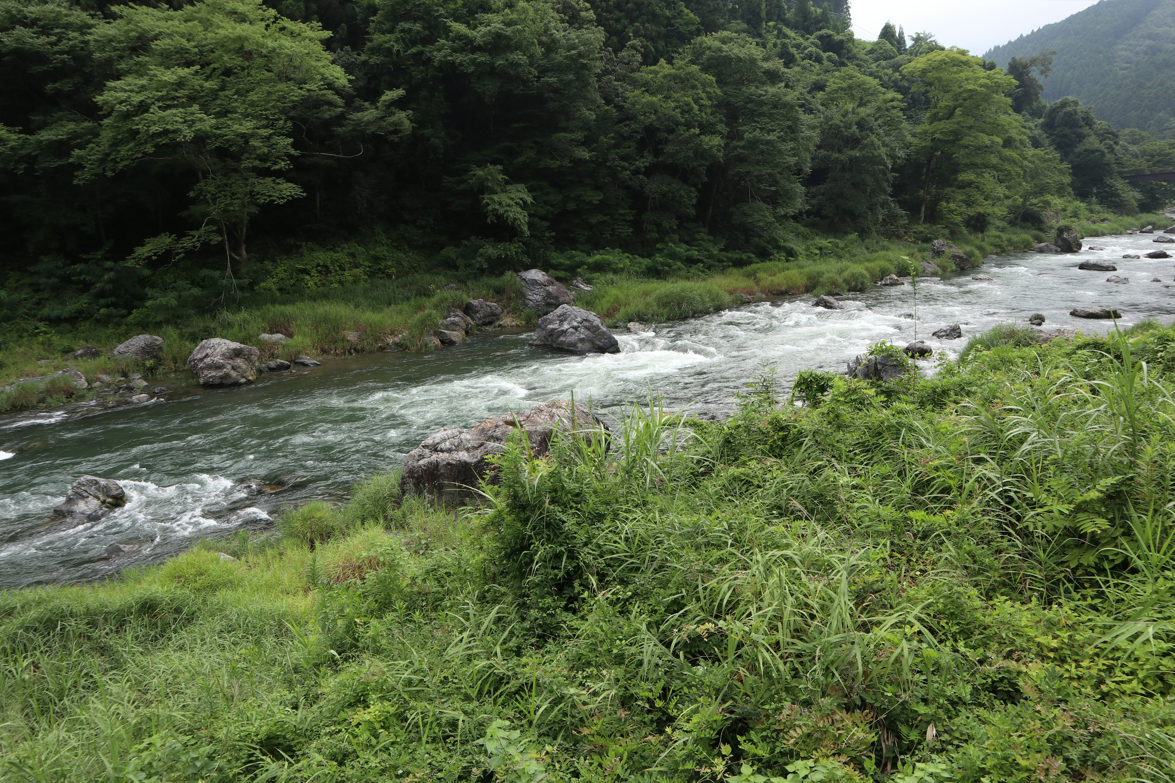 Paisaje de río exuberante con agua fluyendo y rocas rodeadas de árboles